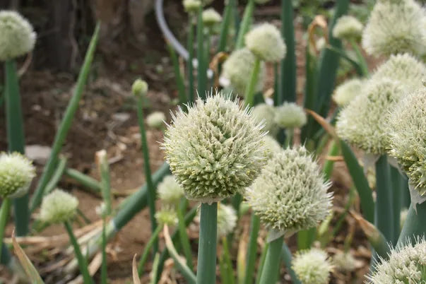 Welsh Onion Seeds - Allium fistulosum