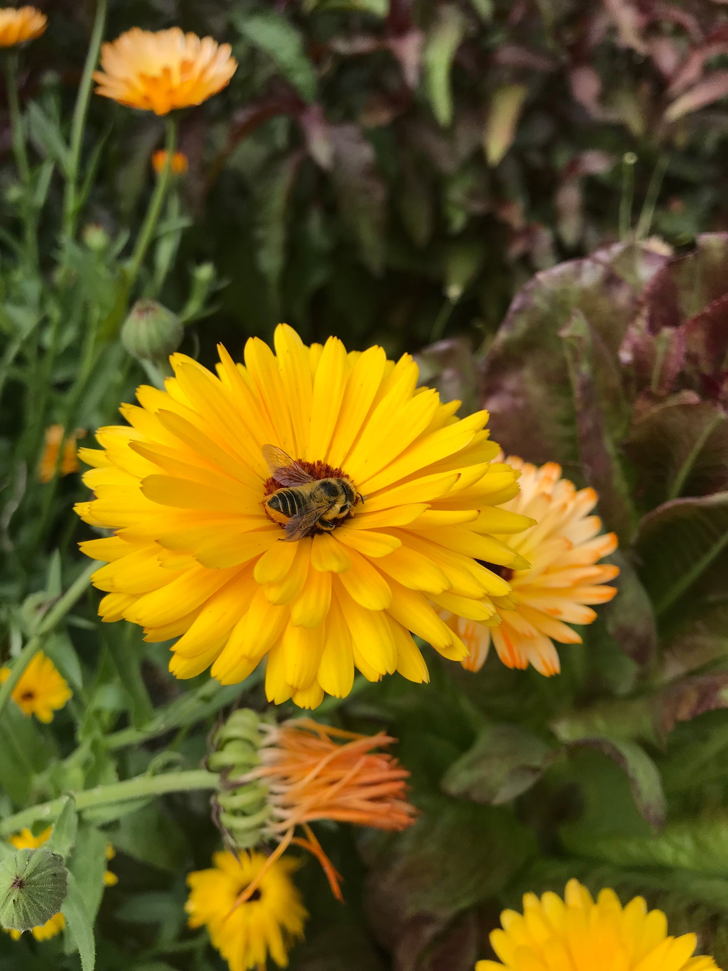 Flashback Calendula Seeds - Calendula officinalis