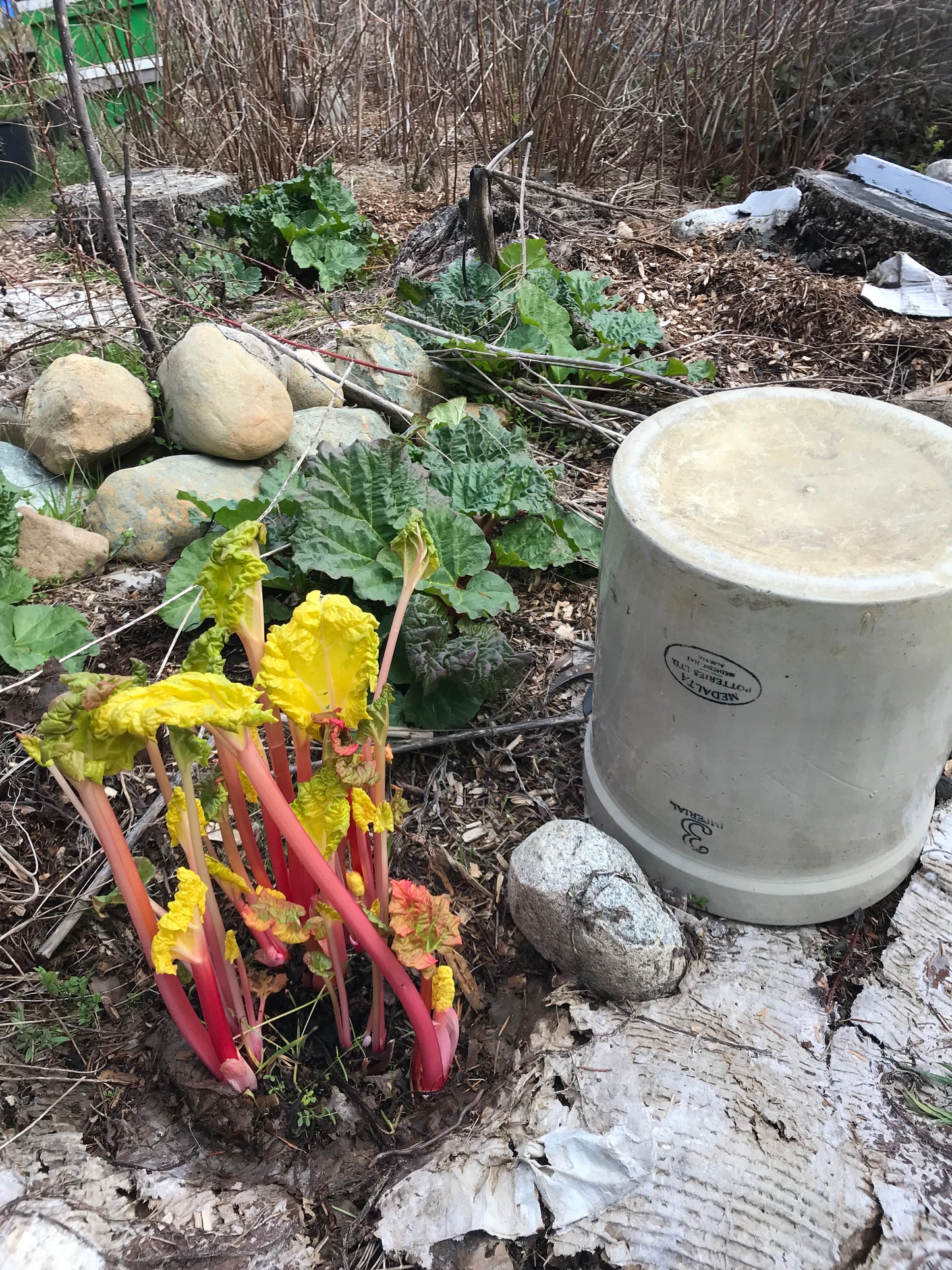 Wilson Creek Rhubarb Seeds - Rheum rhabarbarum