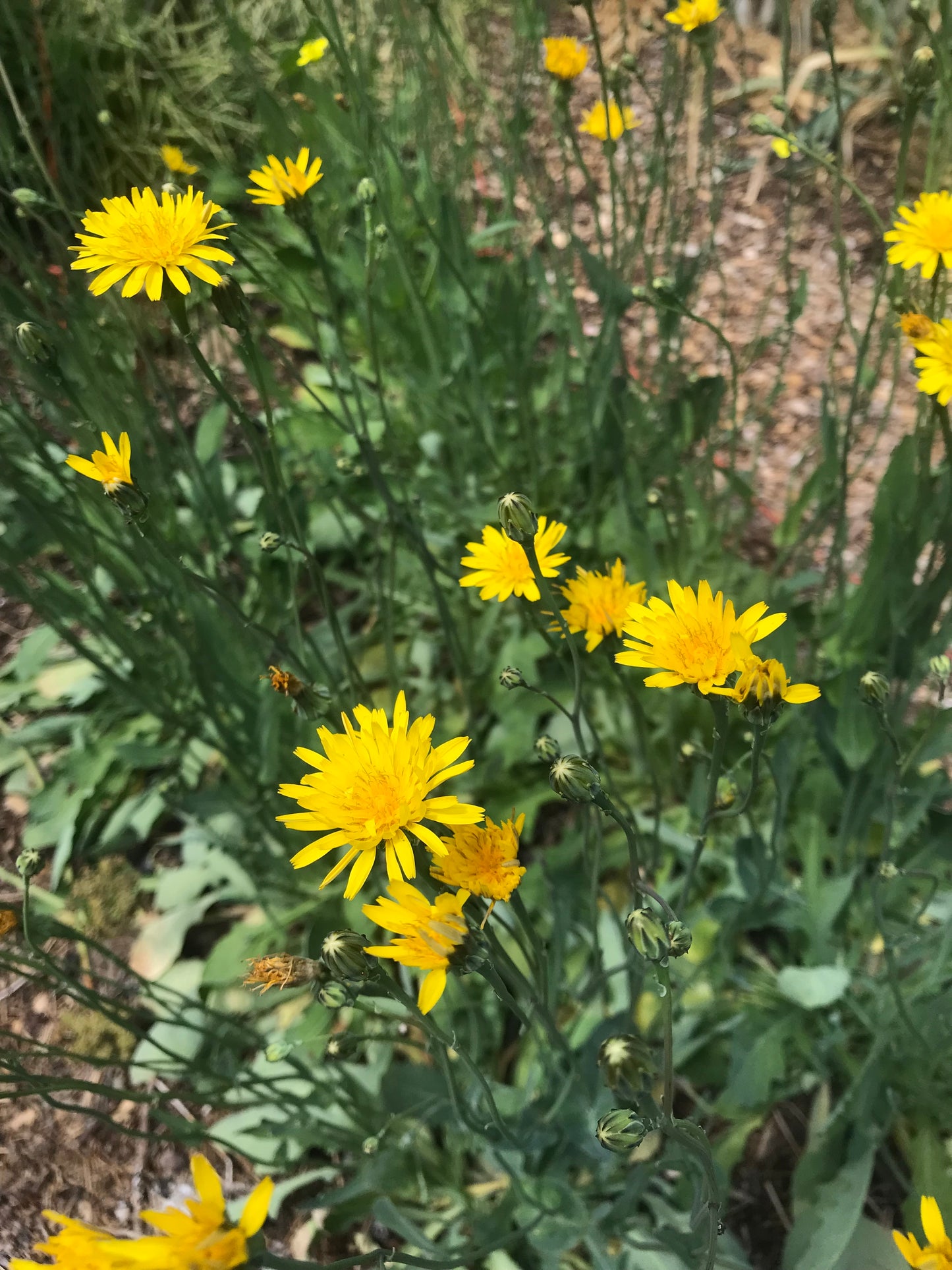 Perennial Sweet Lettuce Seeds - Reichardia picroides - French Scorzonera