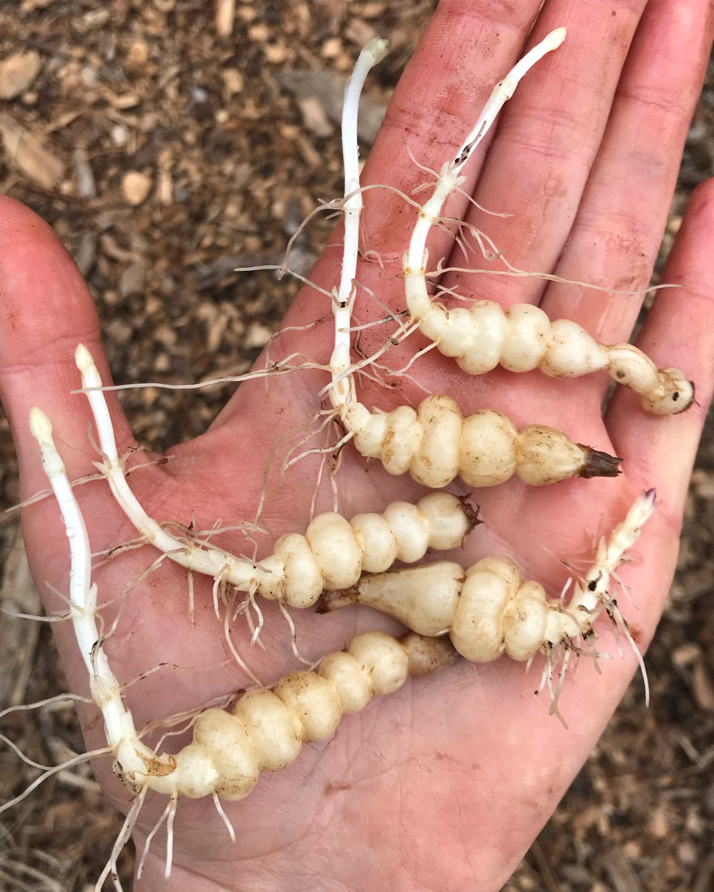 Crosne TUBERS - Stachys affinis - Chinese Artichoke - Mintroot