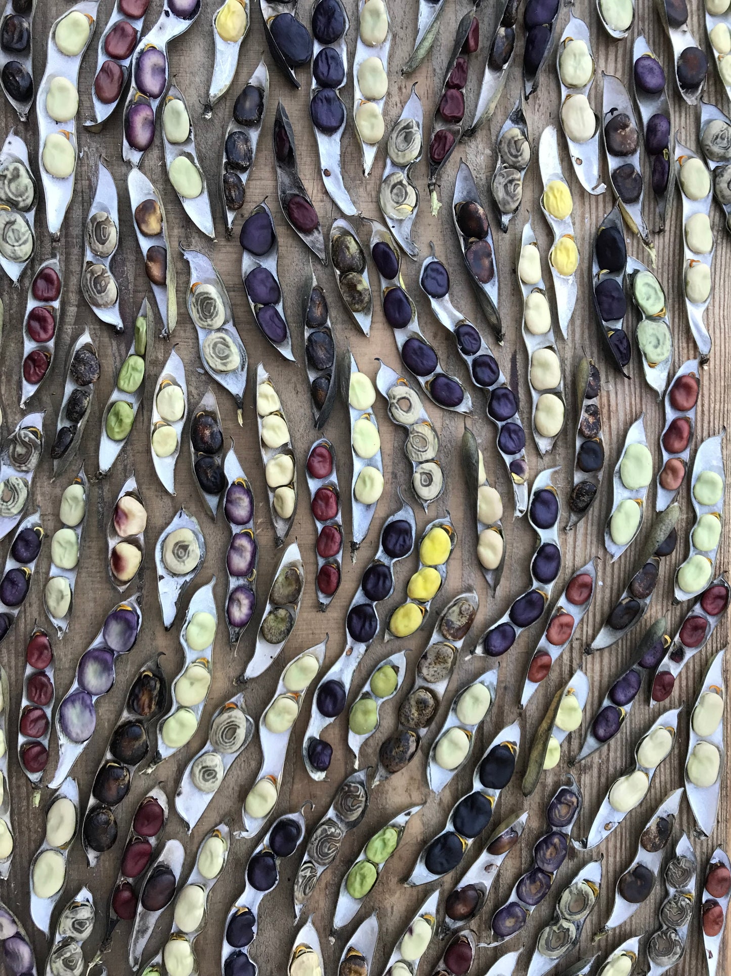 Diversity Fava Bean Seeds - Vicia faba - Broad Bean Seeds