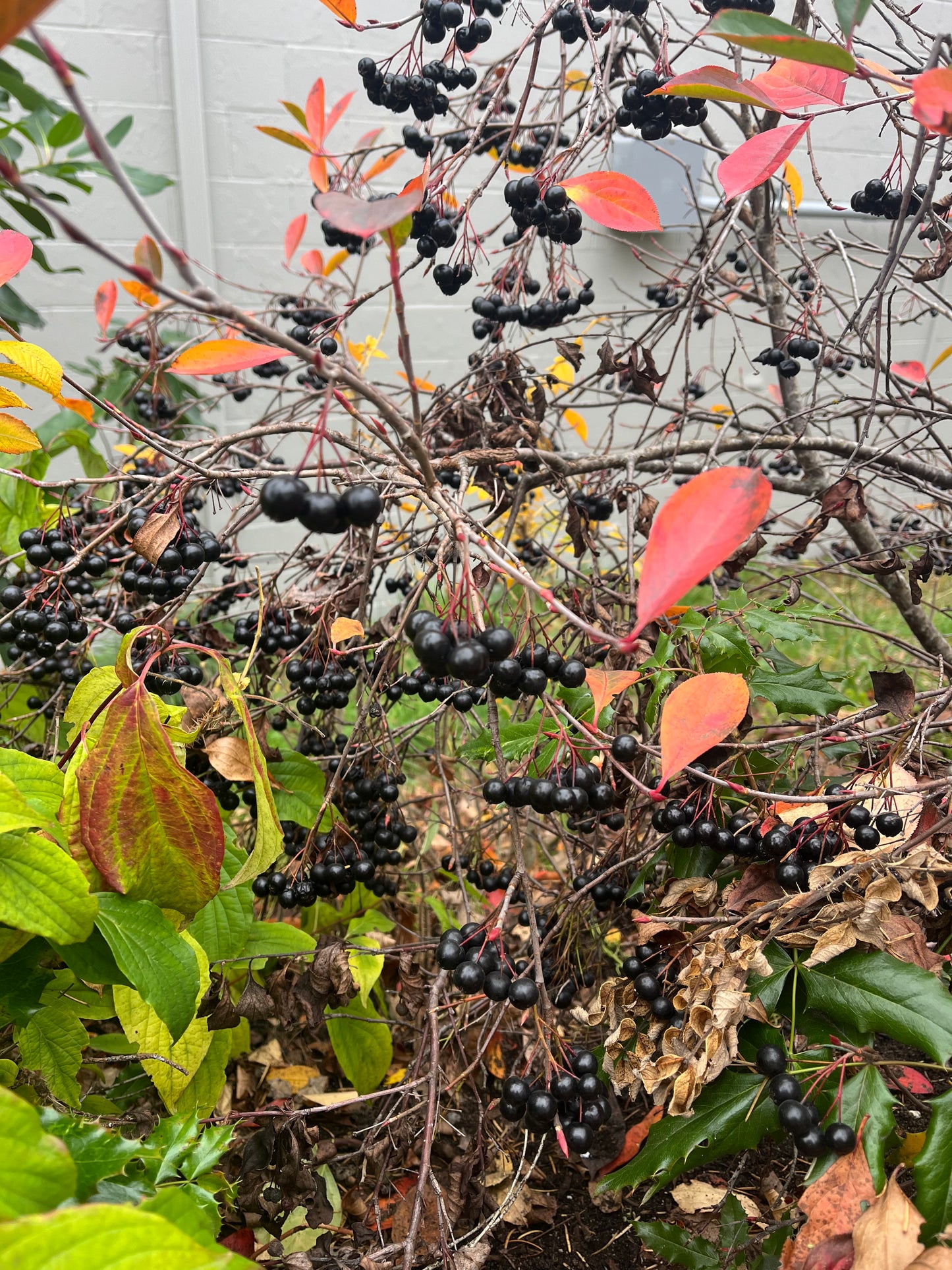 Aronia Berry Seeds - Aronia melanocarpa - Black Chokeberry