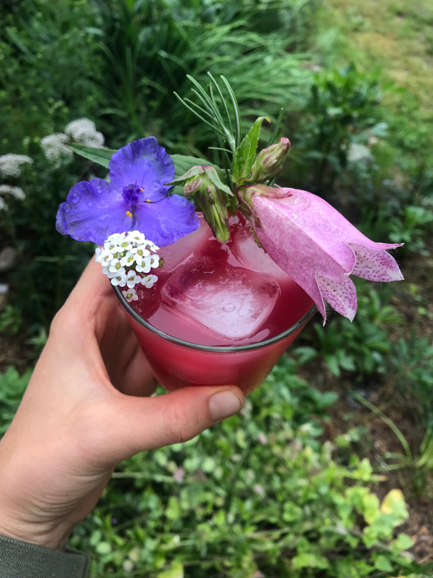 Korean Bellflower Seeds - Campanula takesimana