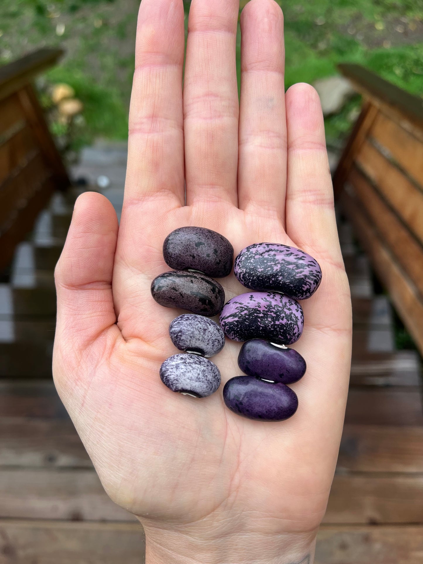 Amethyst Dream Runner Bean Mix Seeds - Phaseolus coccineus