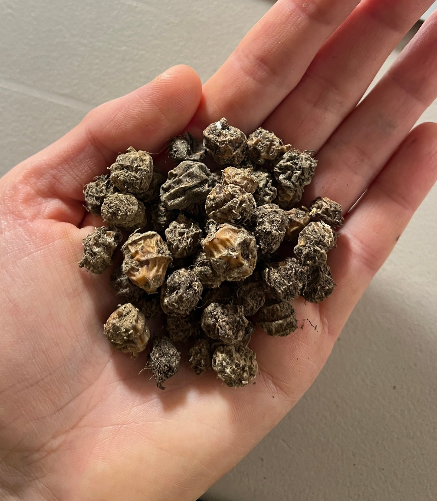 Chufa Tubers - Cyperus esculentus - Tiger Nuts, Earth Almond, Northern Coconut