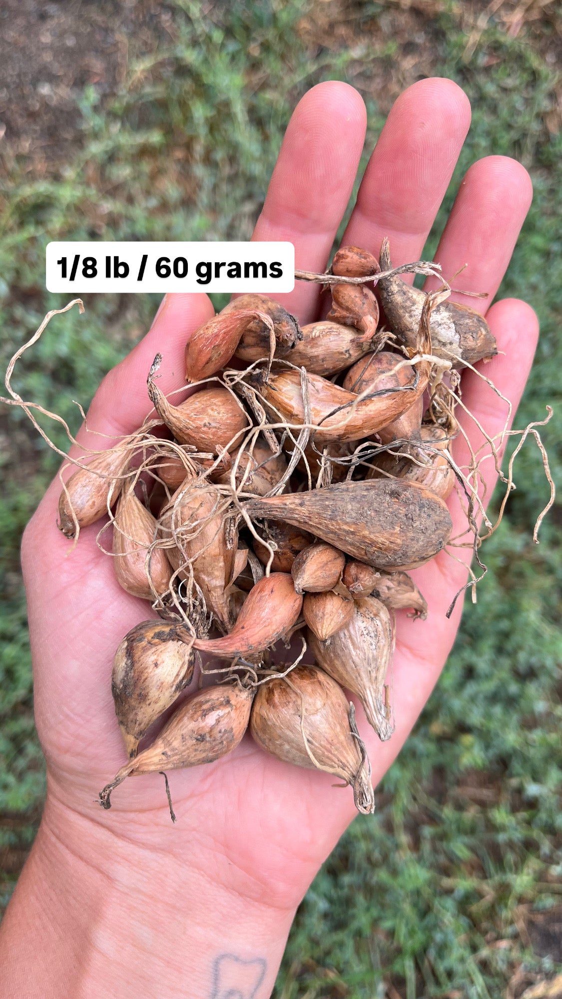 French Grey Shallot Bulbs - Allium oschaninii - Griselle