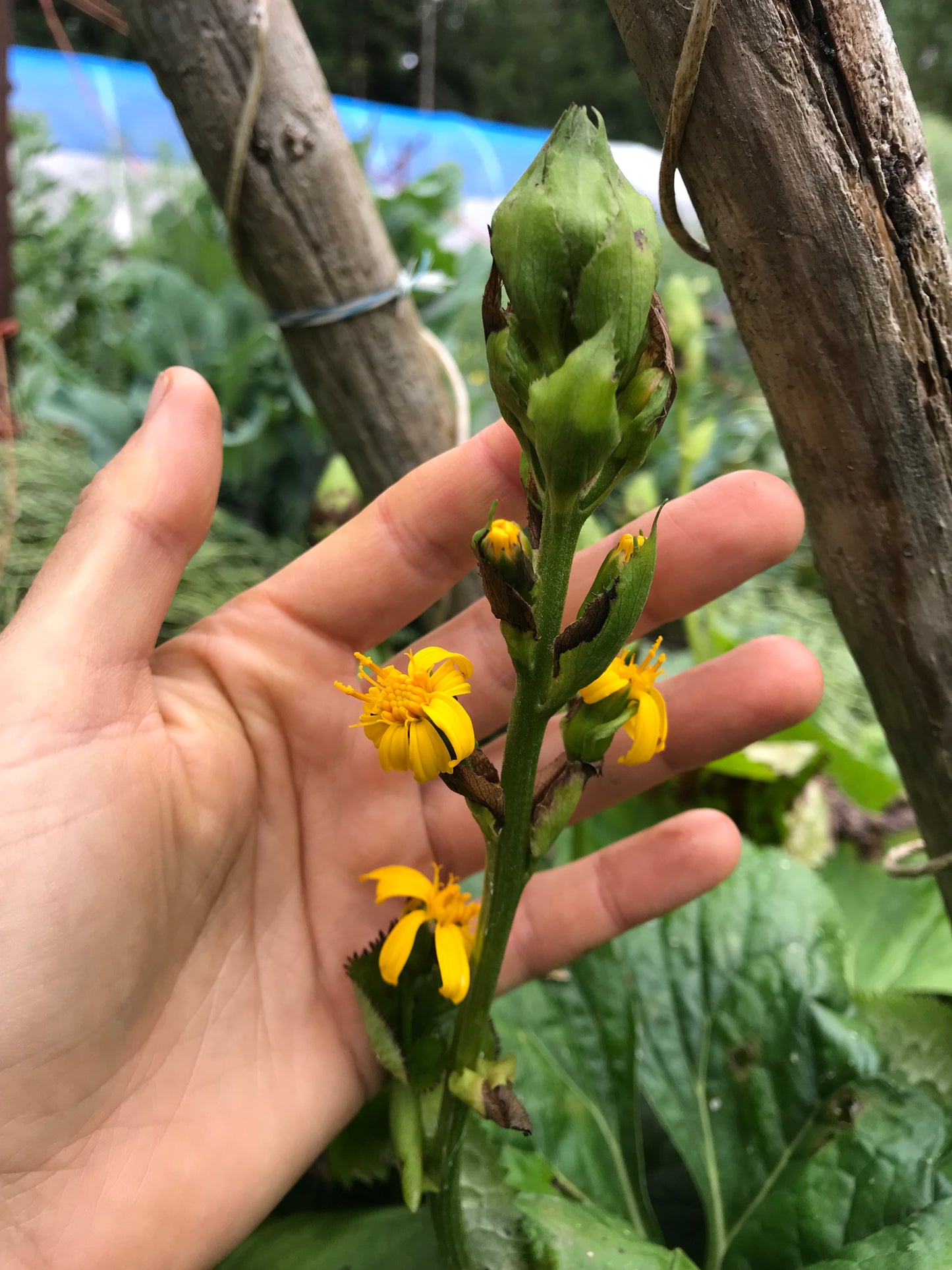 Gomchwi - Ligularia fischeri - Fischer's Ragwort, Fischer's Leopard Plant, Gomchee, Gom Chwi, 곰취
