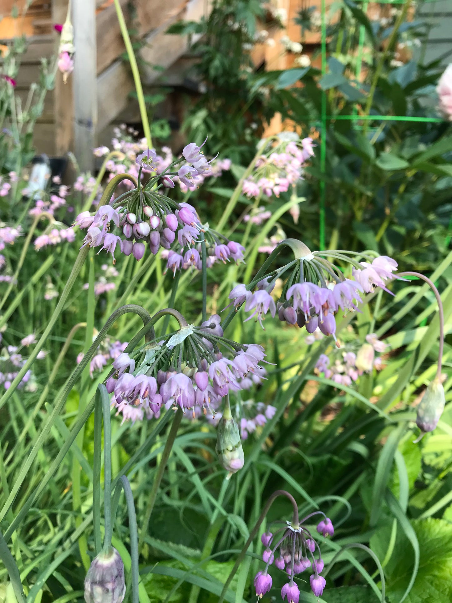 Nodding Onion Seeds - Allium cernuum - Qw'exwiyuts