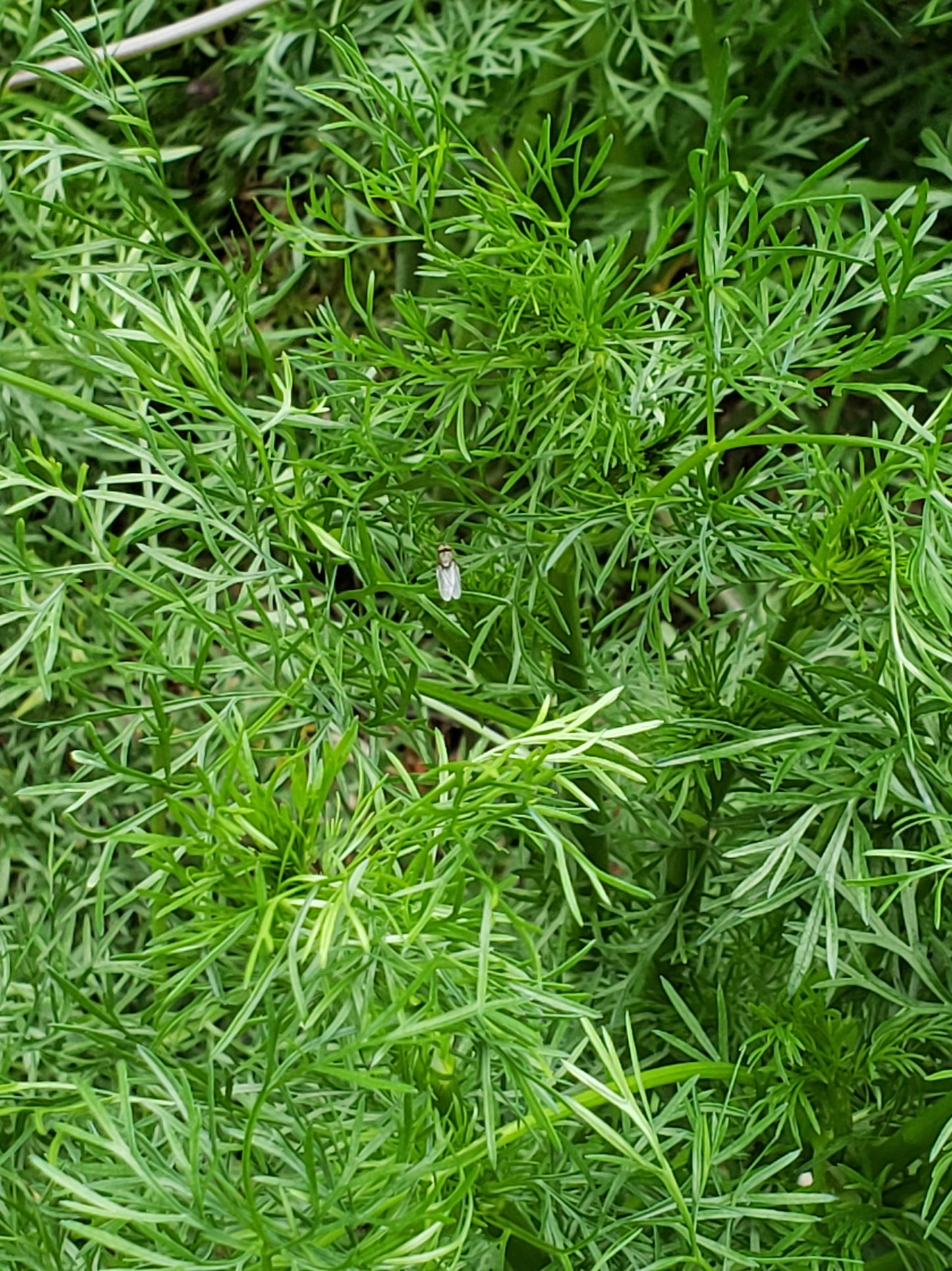 Delfino Cilantro Seeds - Coriandrum sativum