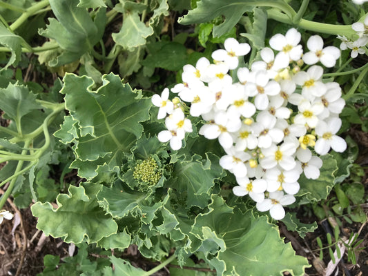 Sea Kale Mix Seeds - Crambe maritima