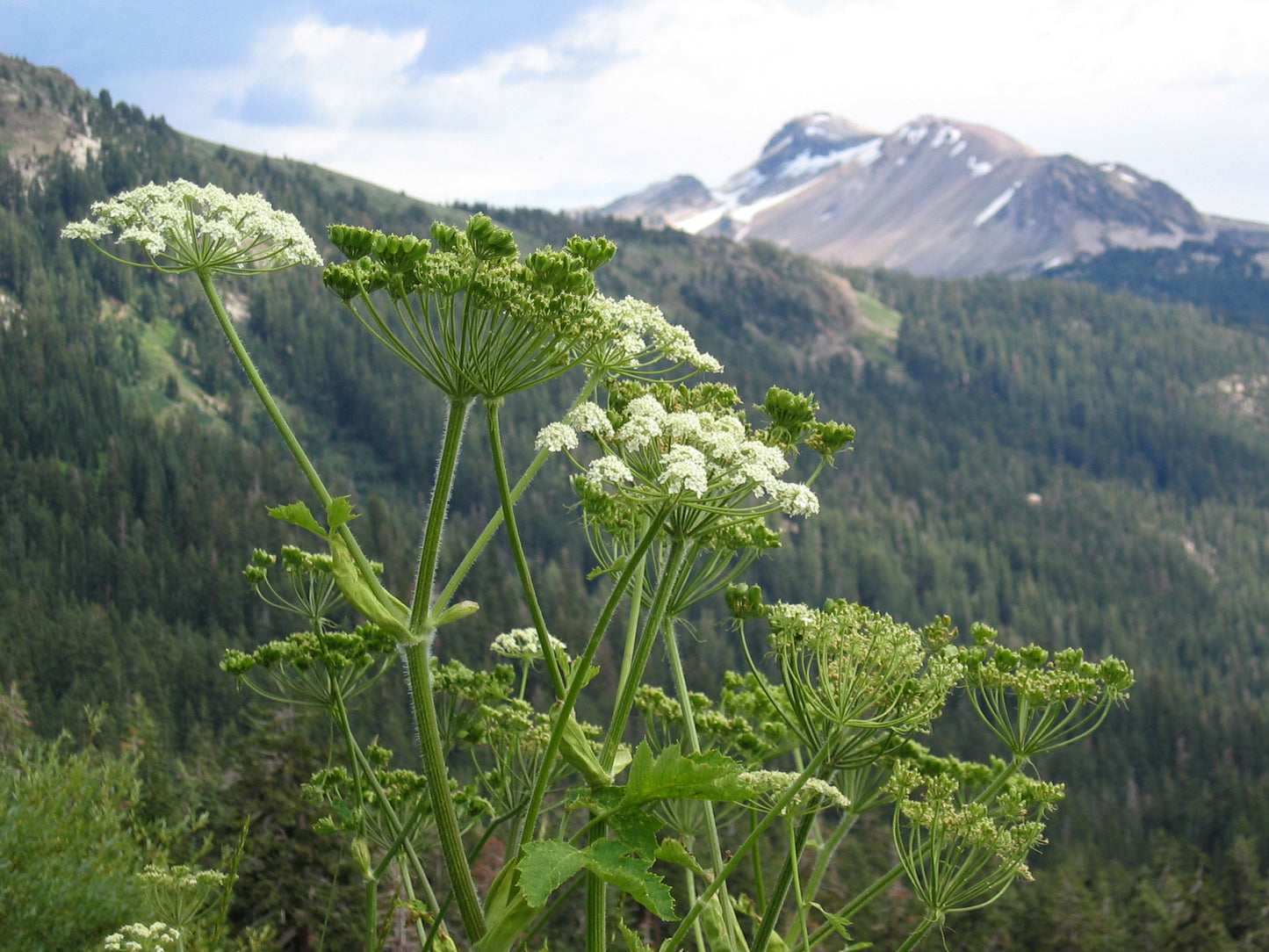 Cow Parsnip Seeds - Heracleum maximum - Pushki