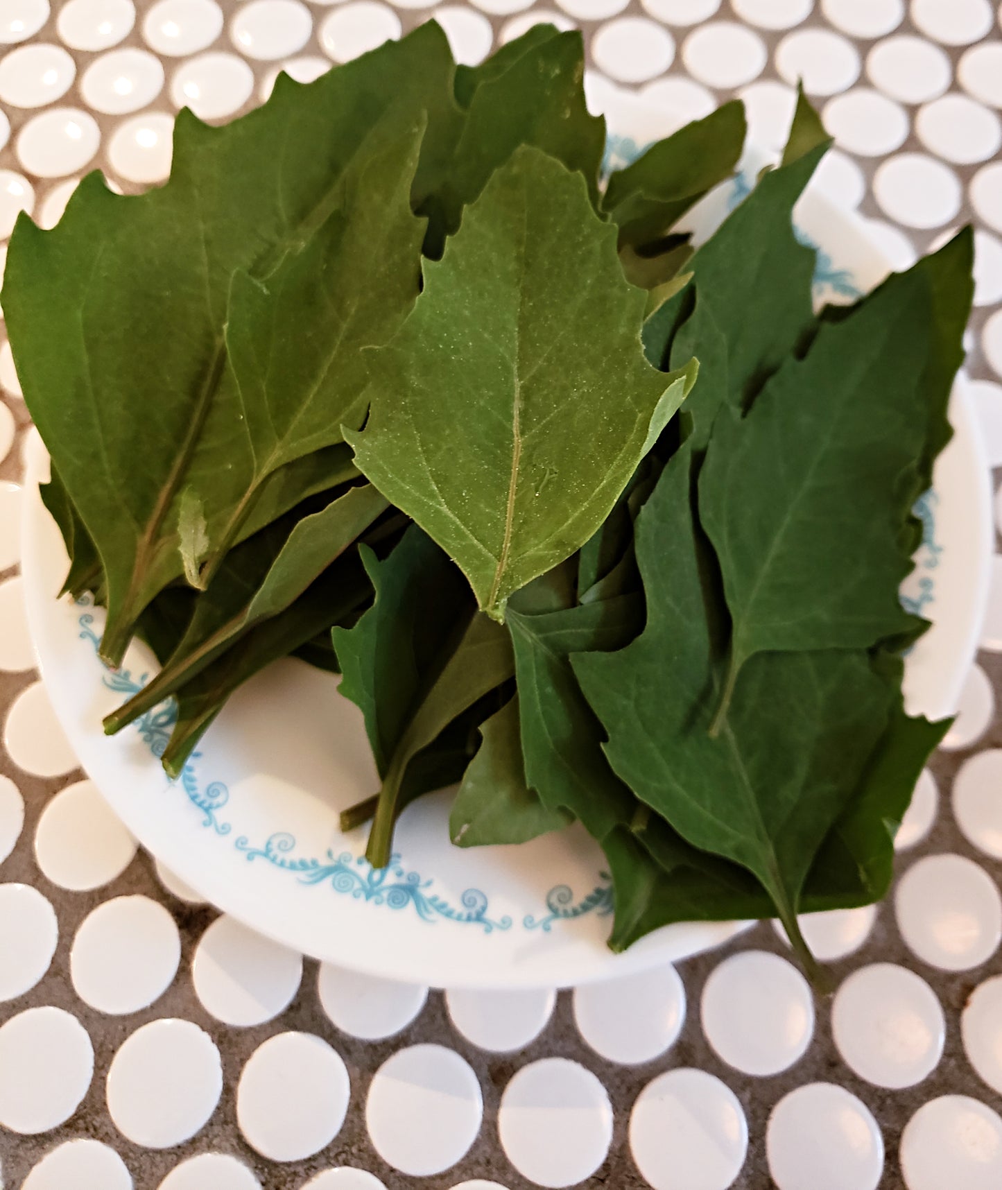 Huazontle Seeds - Chenopodium nuttalliae - Aztec Spinach