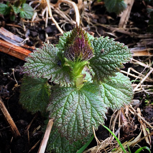 Stinging Nettle Seeds - Urtica dioica - Common Nettle, tth’uxtth’ux
