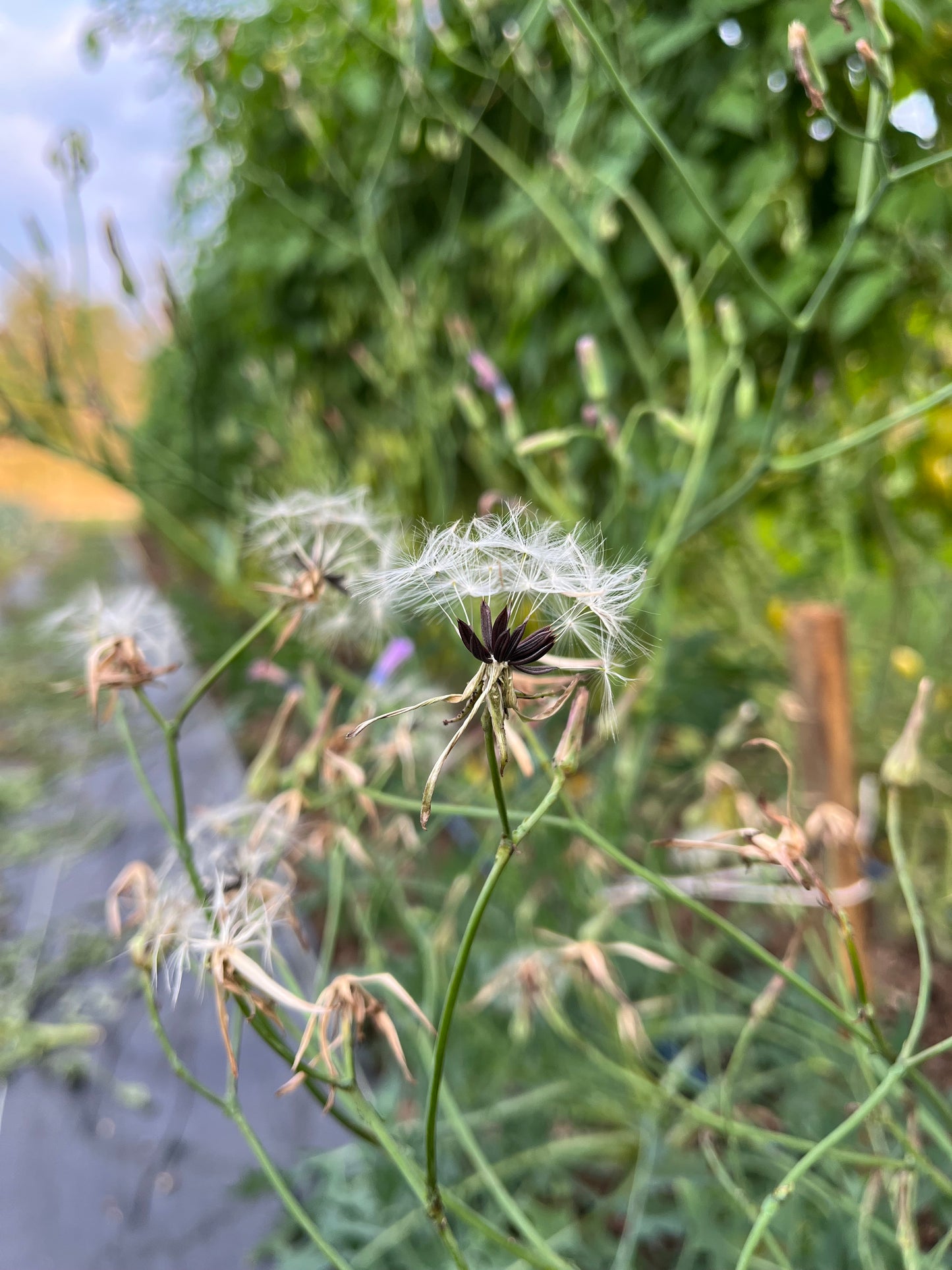 Mountain Lettuce - Lactuca perennis - Perennial Lettuce, Blue Lettuce