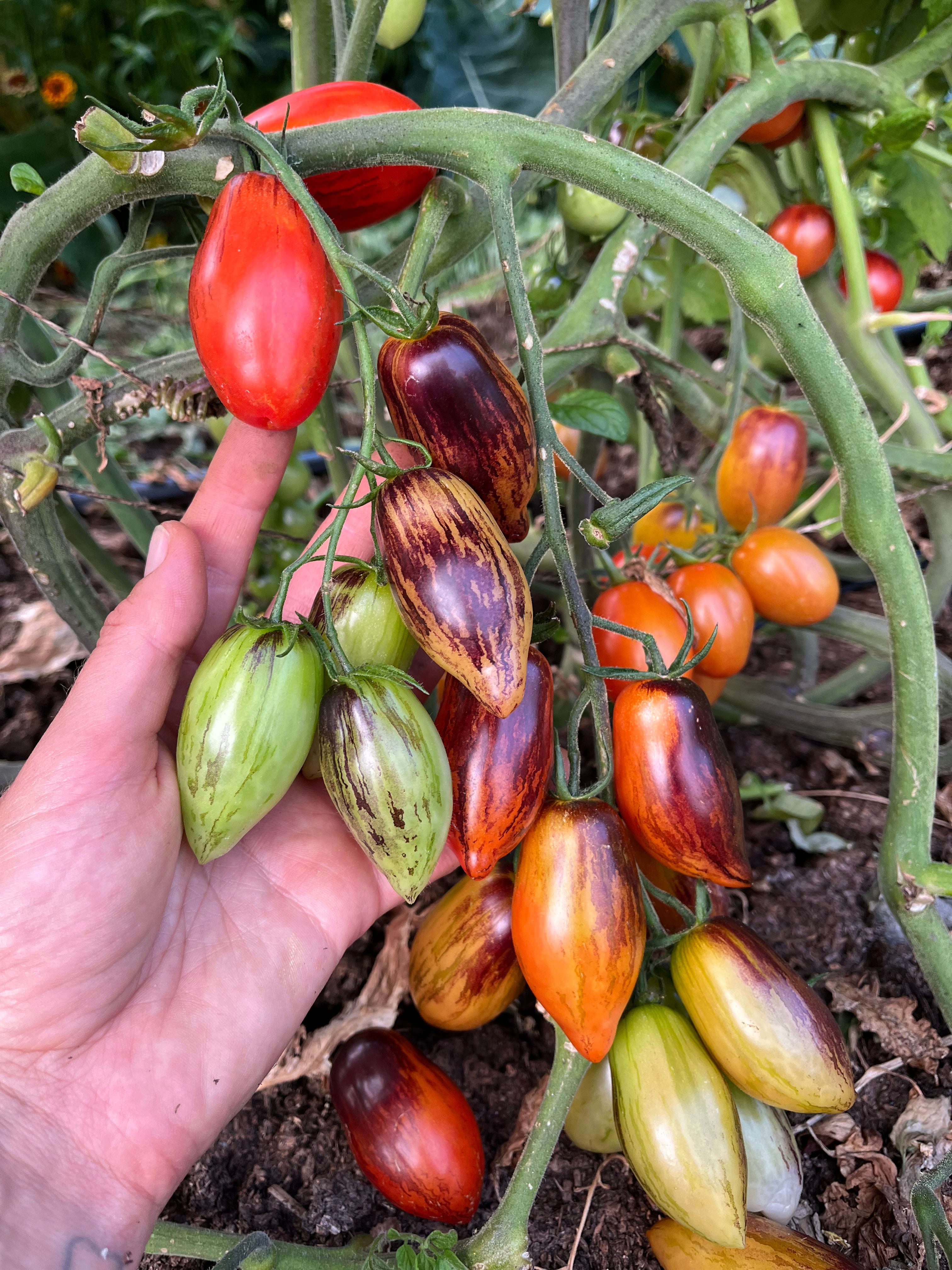 Windowsノート本体 TOMATO Jewelry Box Tomato Mix Seeds - Solanum lycopersicum – Cicada Seeds