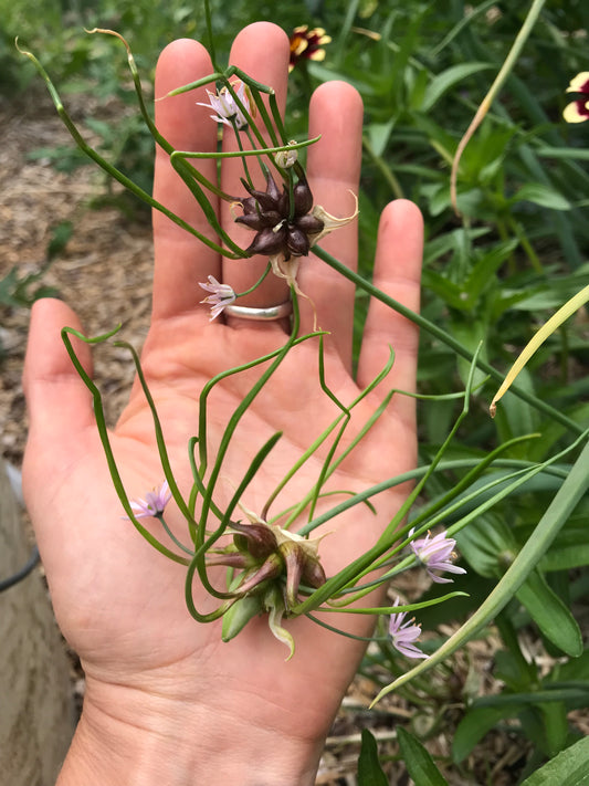 Meadow Garlic Bulbils - Allium canadense - Canada Onion, Canadian Onion