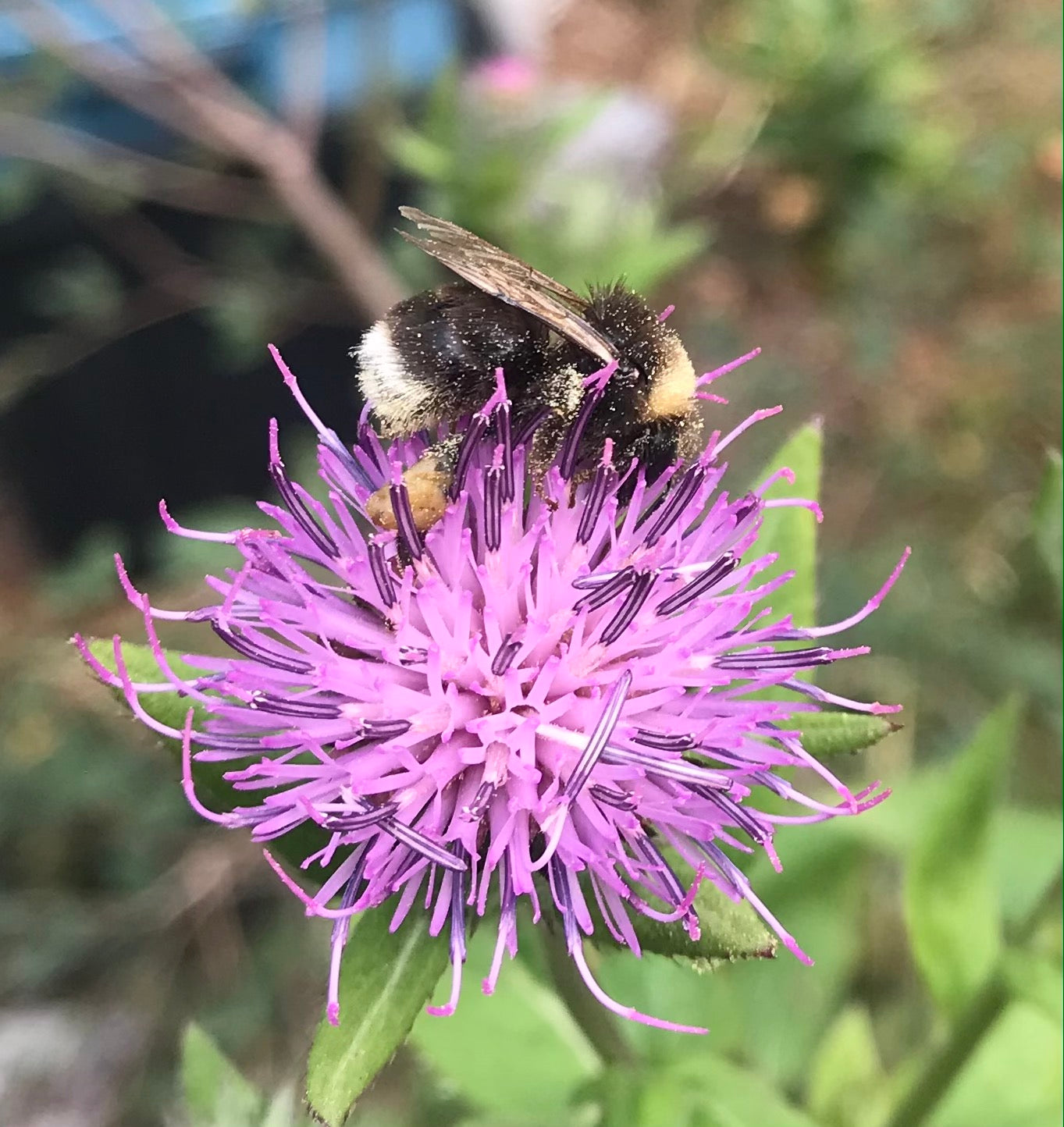 Gondre Korean Thistle Seeds - Cirsium setidens - 곤드레