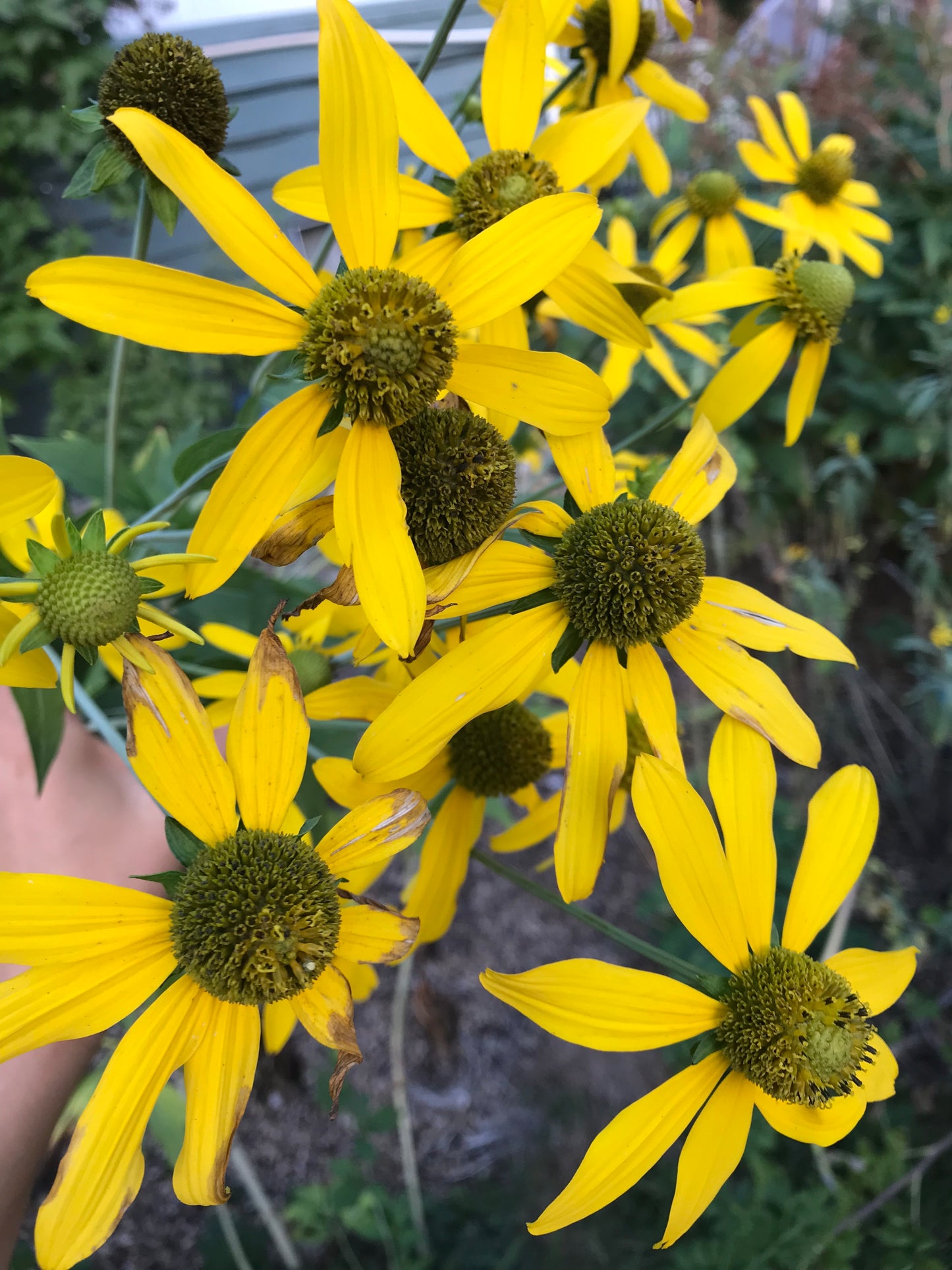 Sochan Seeds - Rudbeckia laciniata - Cutleaf Coneflower, Green headed Coneflower, Wild Goldenglow, Sochani
