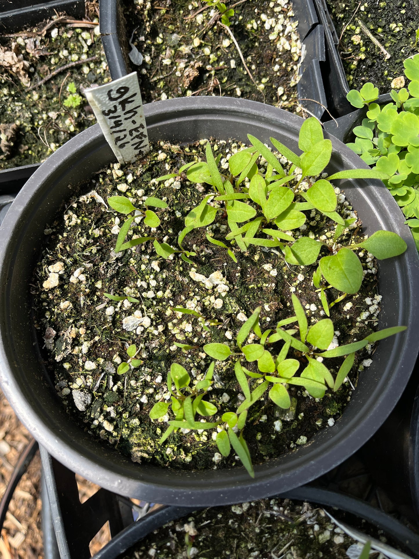 Good King Henry Seeds - Blitum bonus henricus