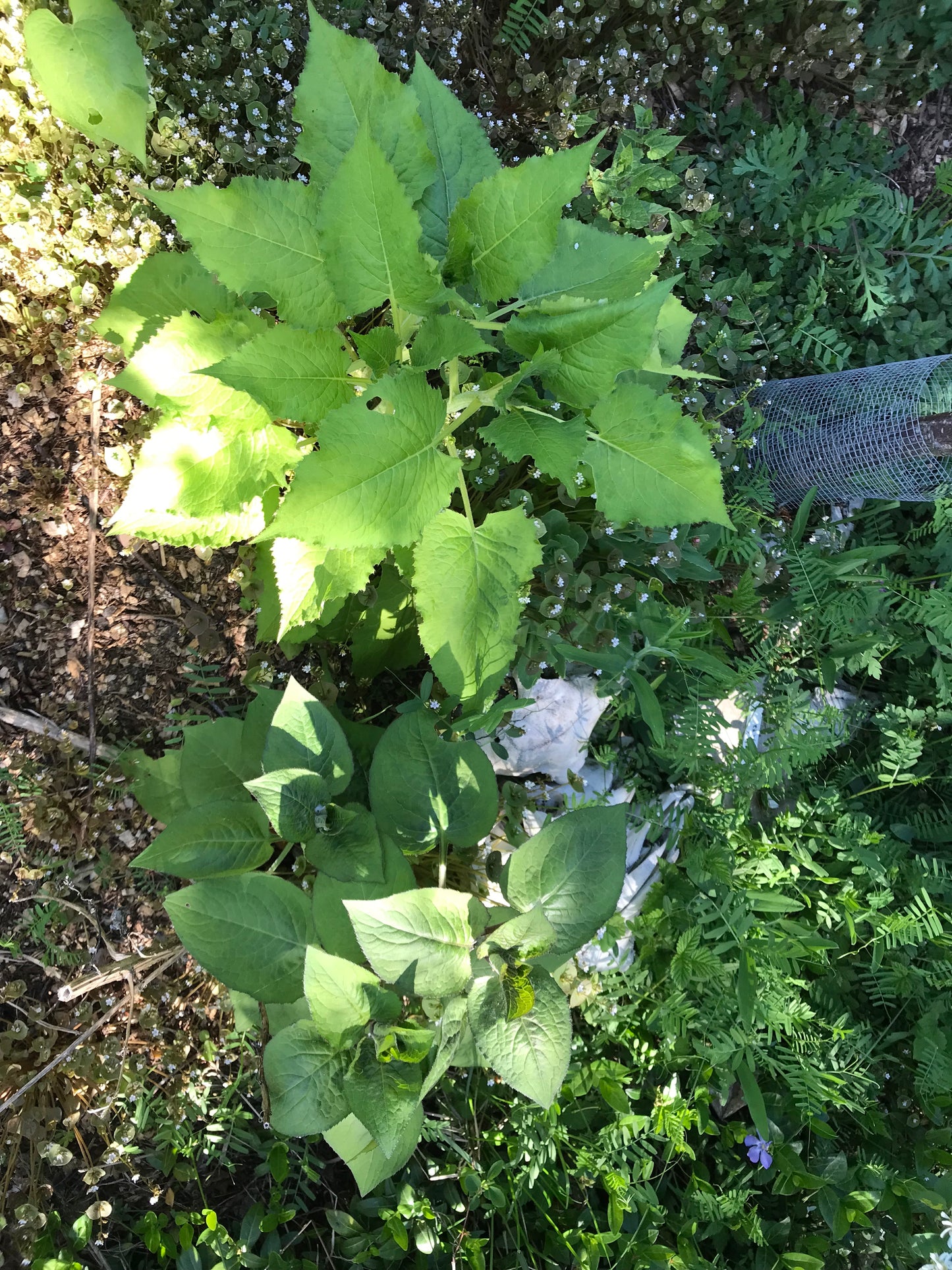 Gondre Korean Thistle Seeds - Cirsium setidens - 곤드레