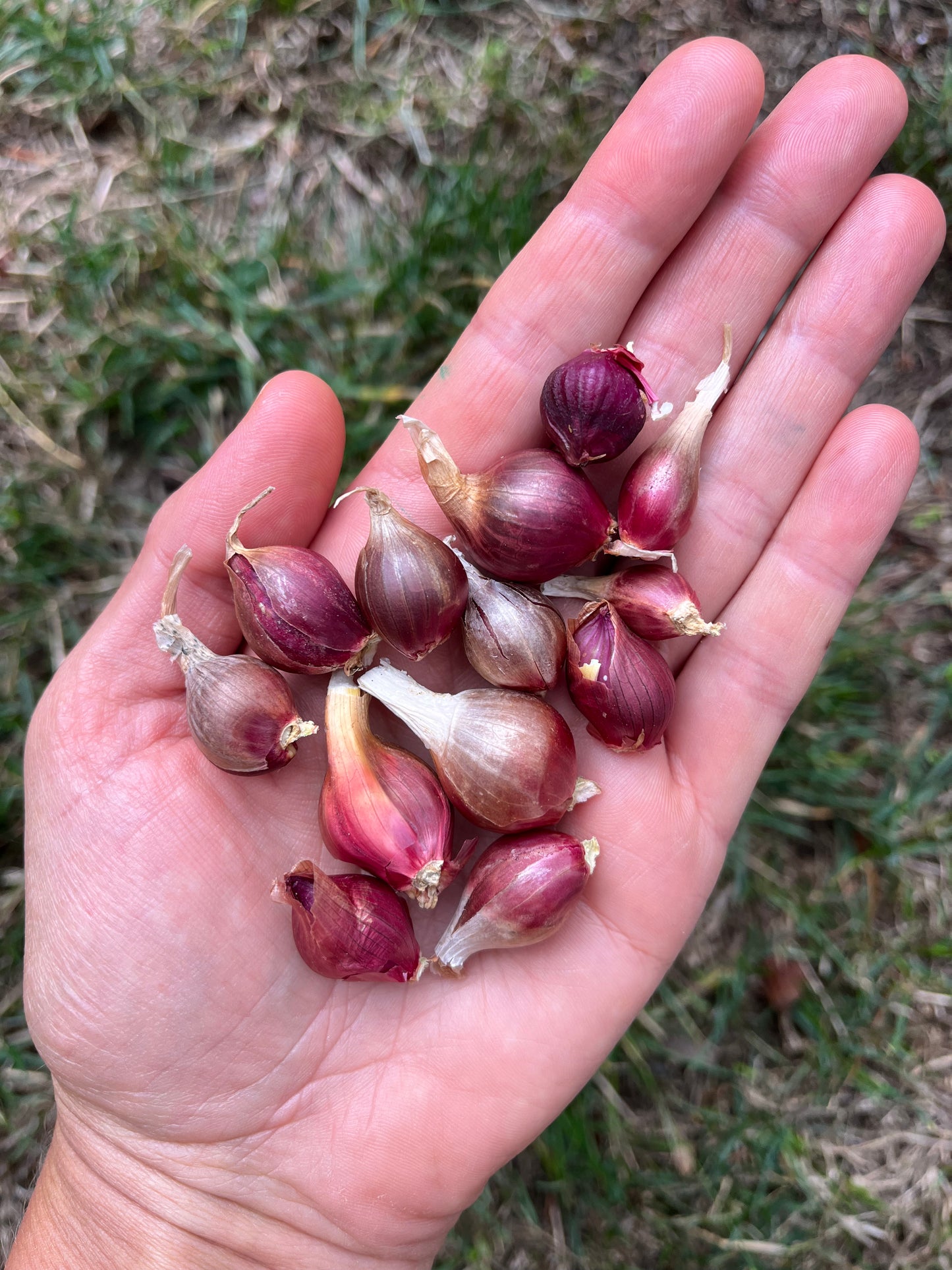 Red Egyptian Walking Onion Bulbils - Allium x proliferum