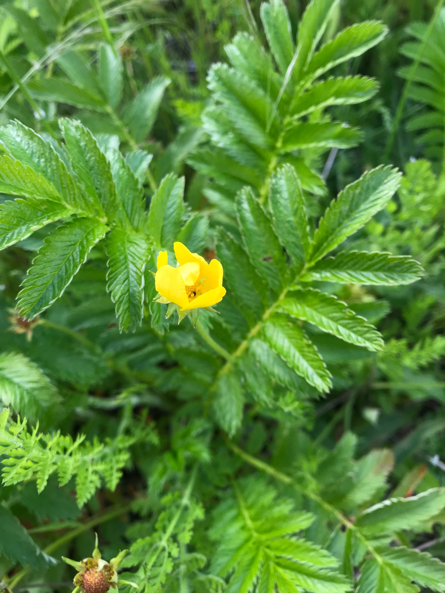 Common Silverweed Seeds - Potentilla anserina - Argentina anserina, Silver Cinquefoil
