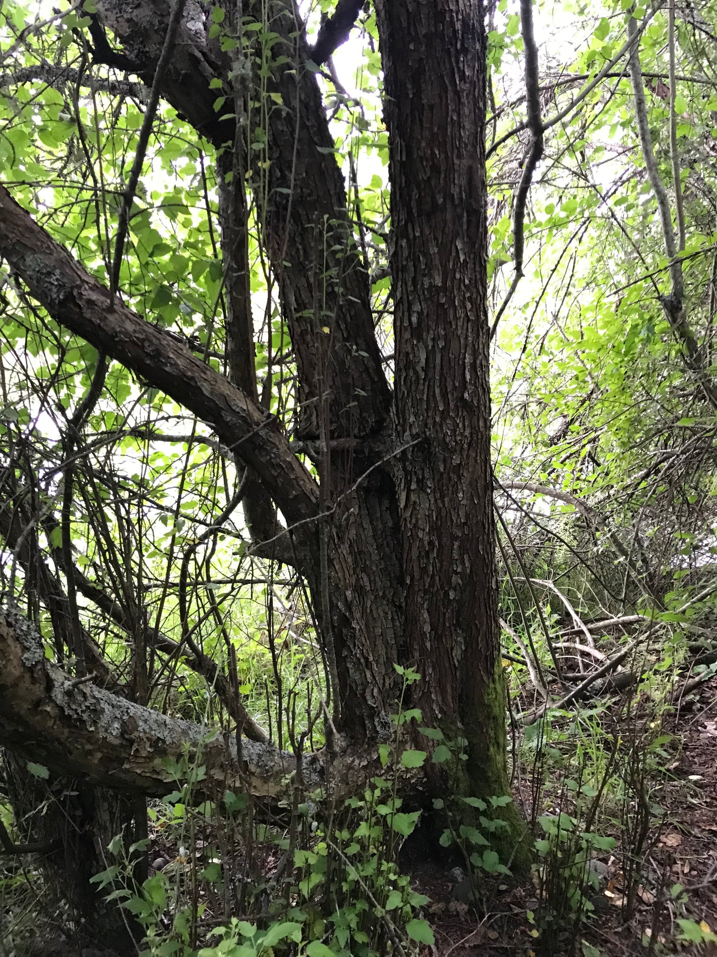 Pacific Crabapple Seeds - Malus fusca - Oregon Crabapple, qwa’upulhp
