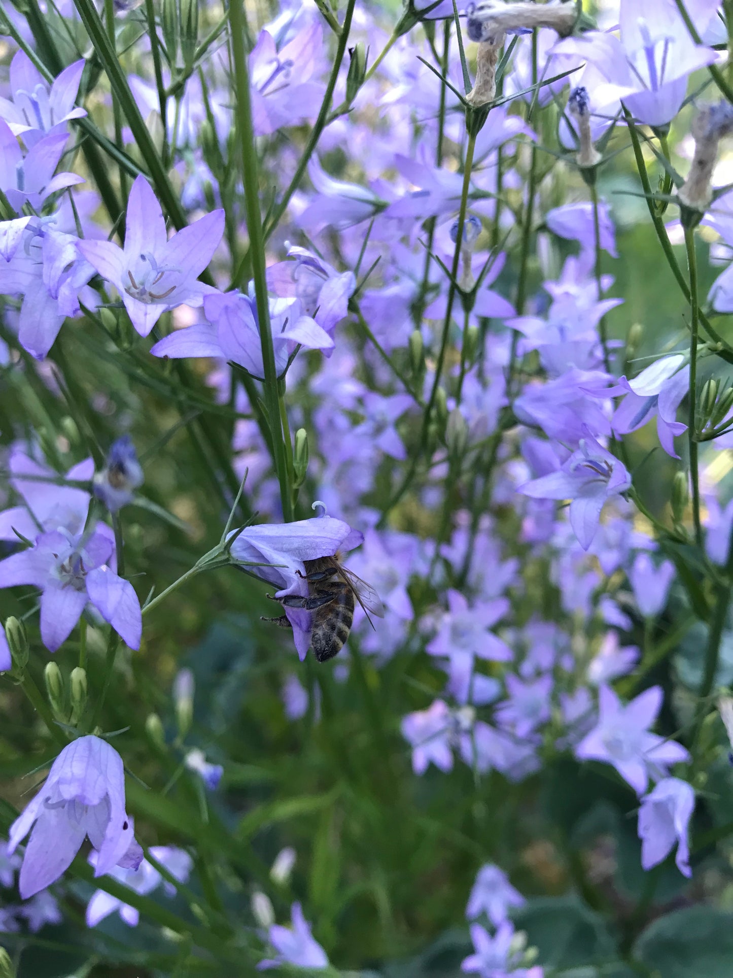 Rapunzel Seeds - Campanula rapunculus - Rampion