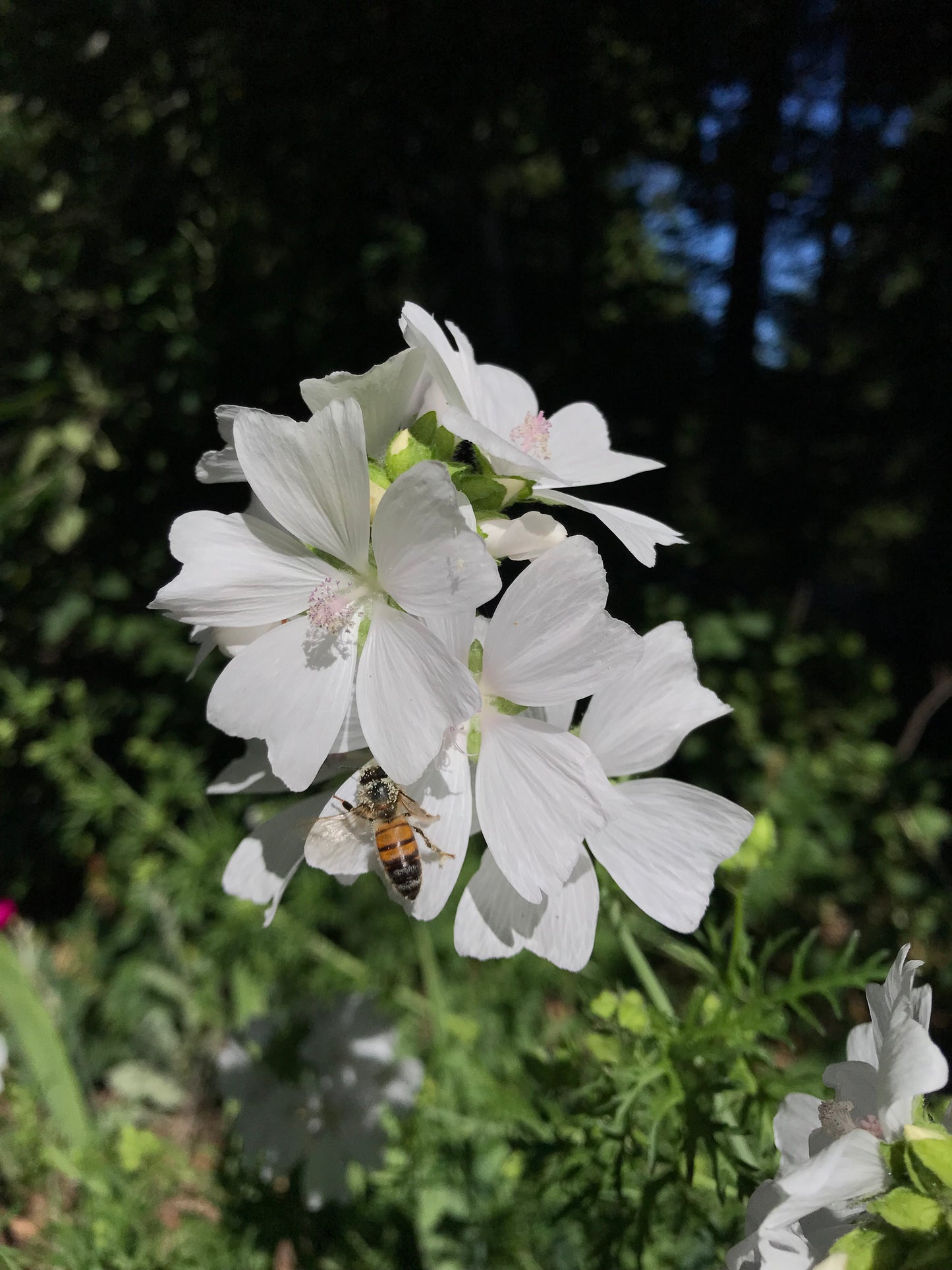 Musk Mallow Seeds - Malva moschata - Cheeseweed, Cheeseflower