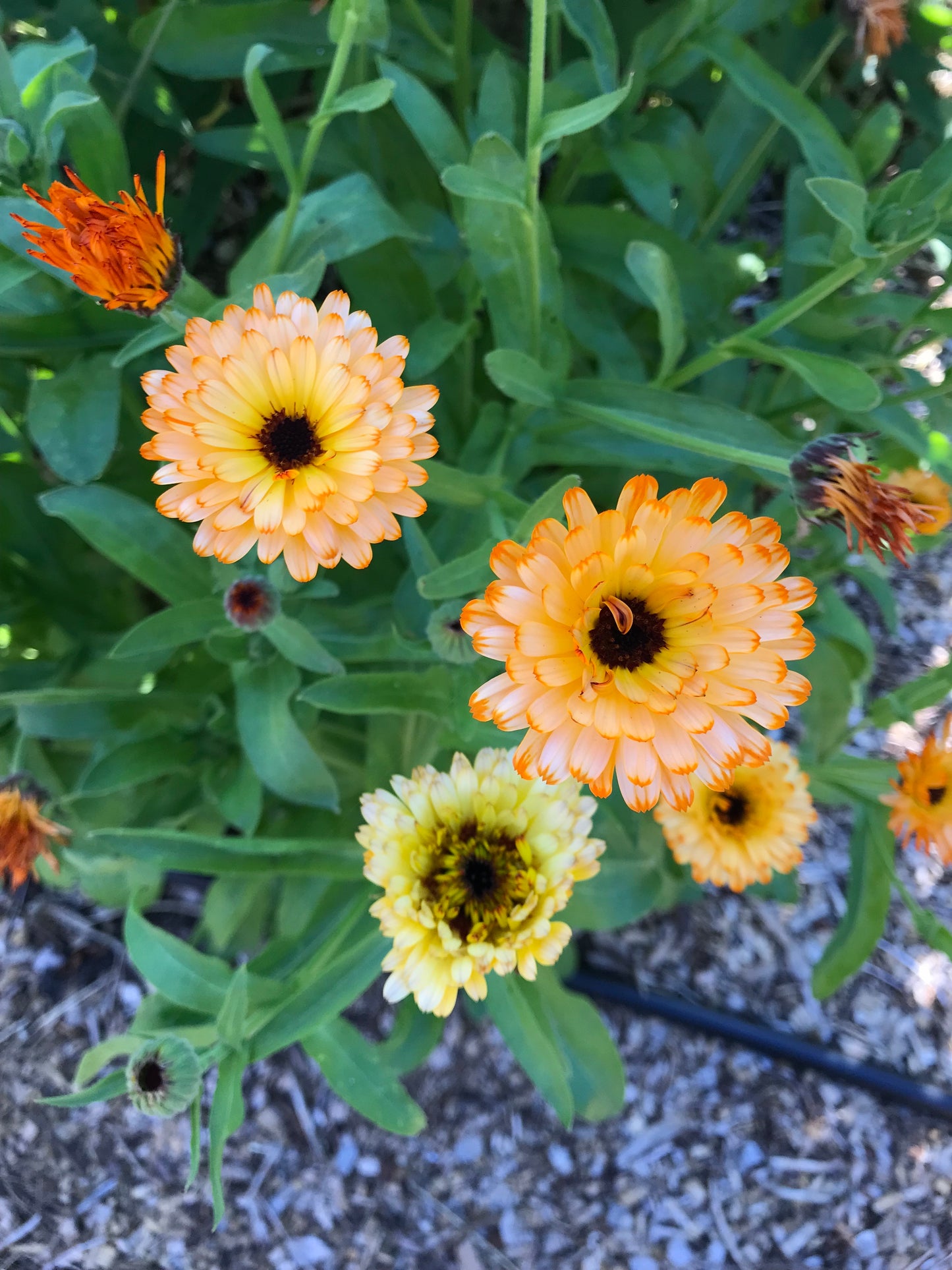 Flashback Calendula Seeds - Calendula officinalis