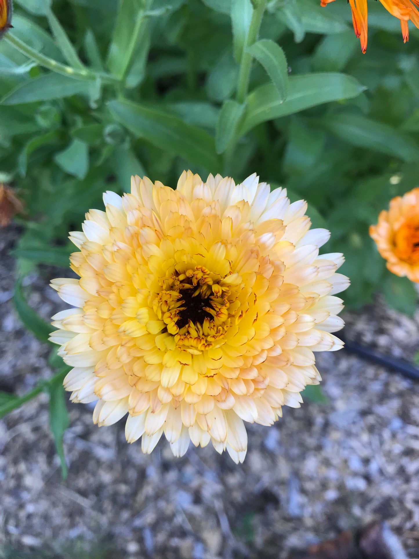 Flashback Calendula Seeds - Calendula officinalis