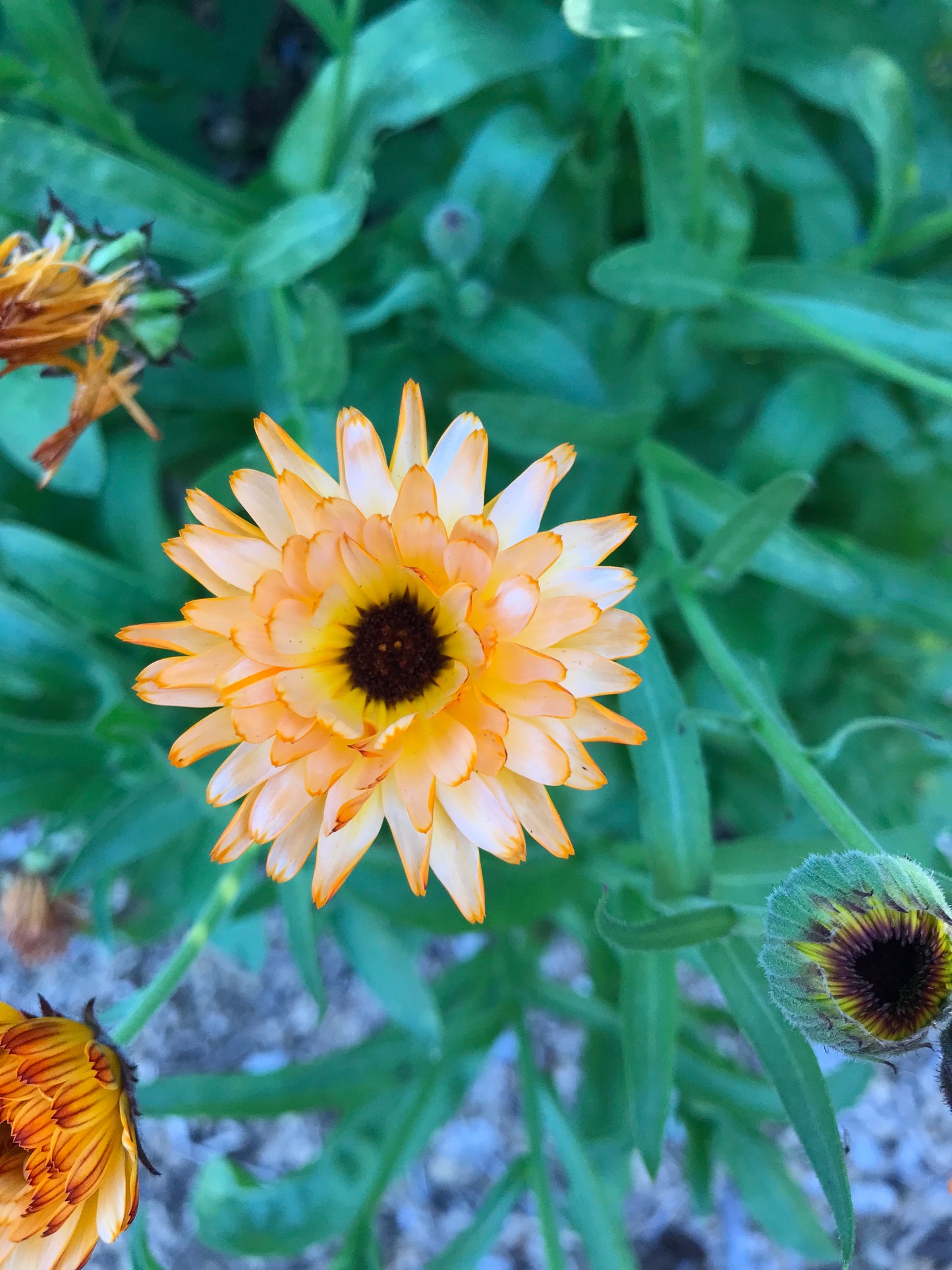 Flashback Calendula Seeds - Calendula officinalis