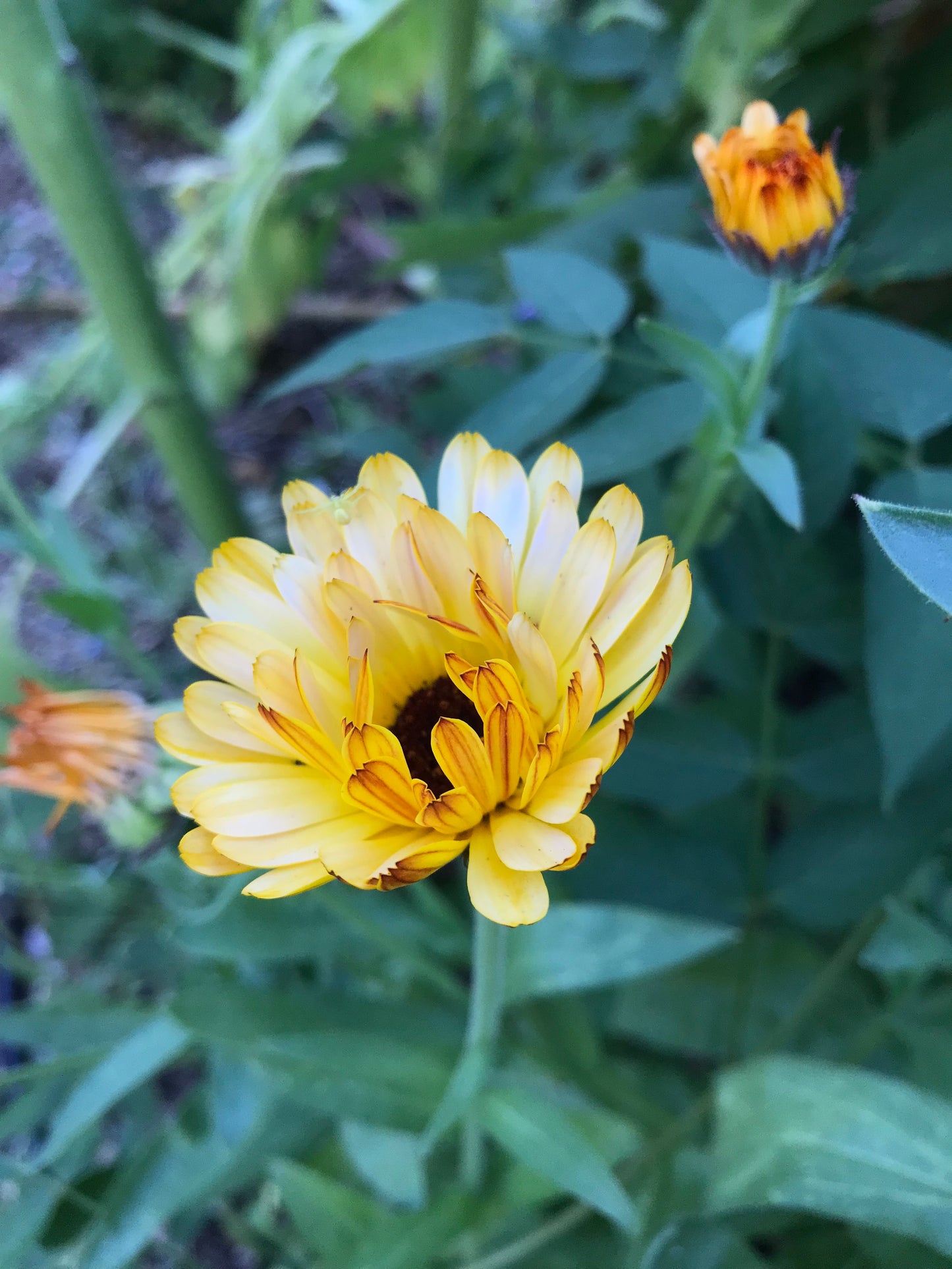 Flashback Calendula Seeds - Calendula officinalis