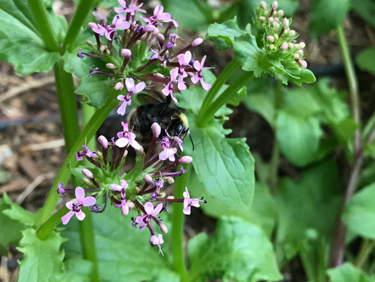 Horn of Plenty Seeds - Fedia cornucopiae - Doucette d’Alger, African Valerian, Algerian Corn Salad, Valeriana graciliflora
