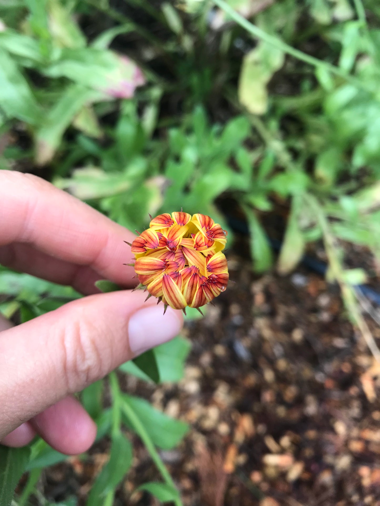 Flashback Calendula Seeds - Calendula officinalis