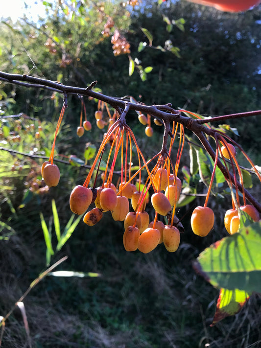 Pacific Crabapple Seeds - Malus fusca - Oregon Crabapple, qwa’upulhp