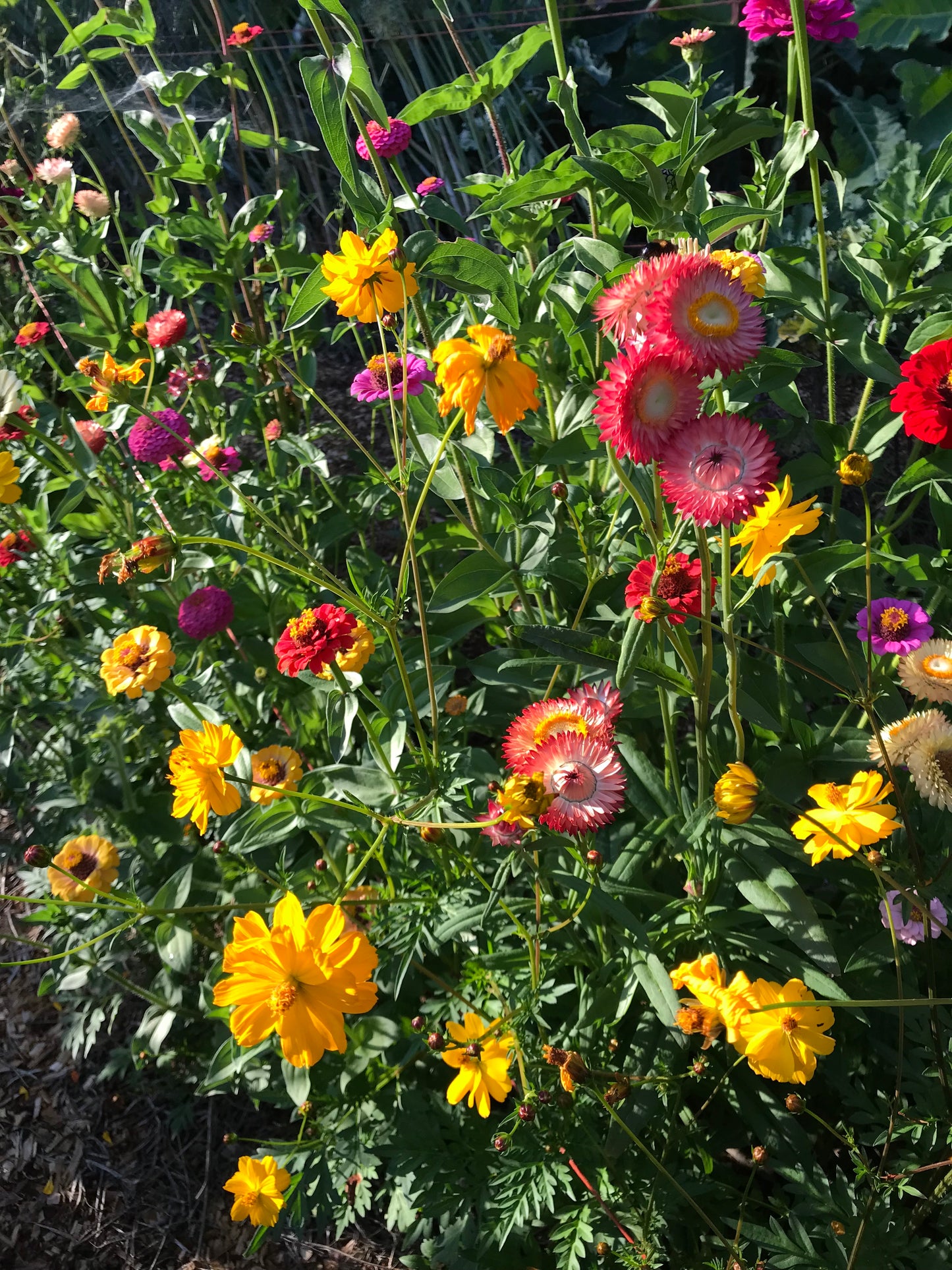 Sulphur Cosmos Seeds - Cosmos sulphureus