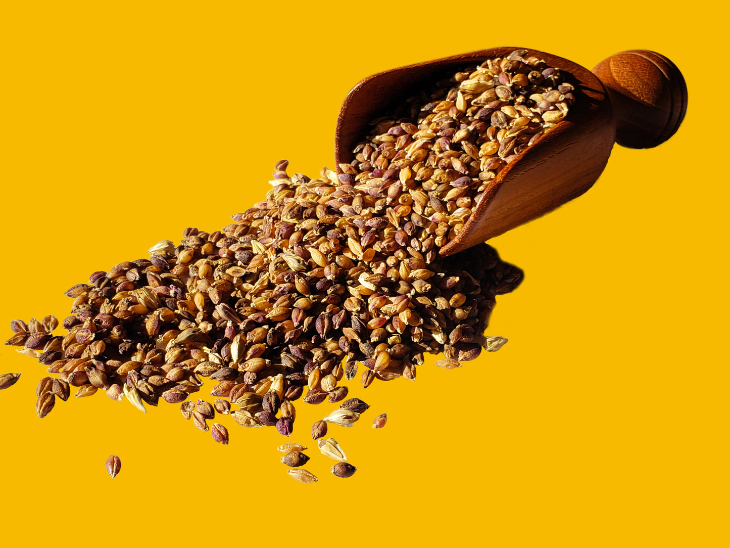 Purple Karma Tibetan Barley Seeds - Hordeum vulgare
