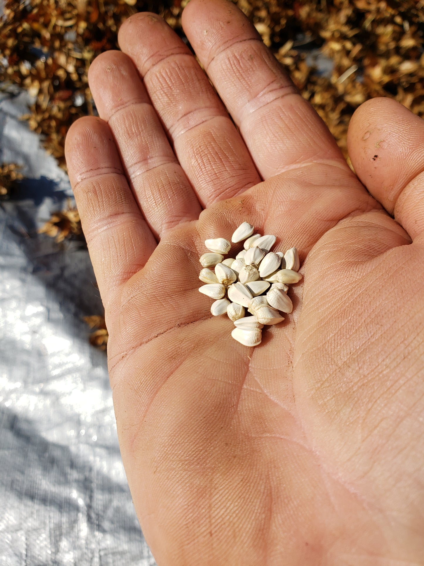 Corrales Azafran Safflower Seeds - Carthamus tinctorius - False Saffron