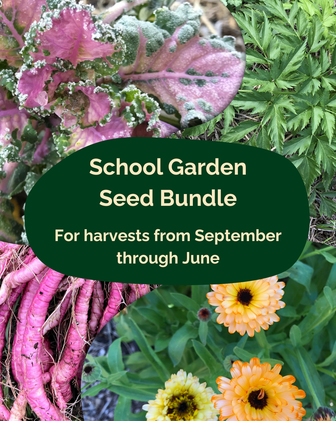School Garden Bundle - For harvests during the school year