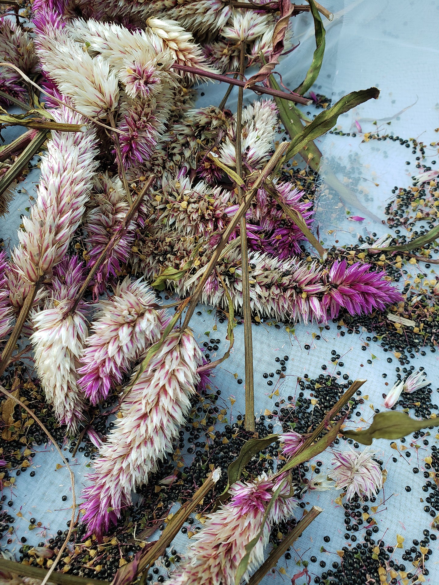 Sokoyokoto Lagos Spinach - Celosia argentea - Efo Shoko - ṣọkọ̀ yòkòtò.