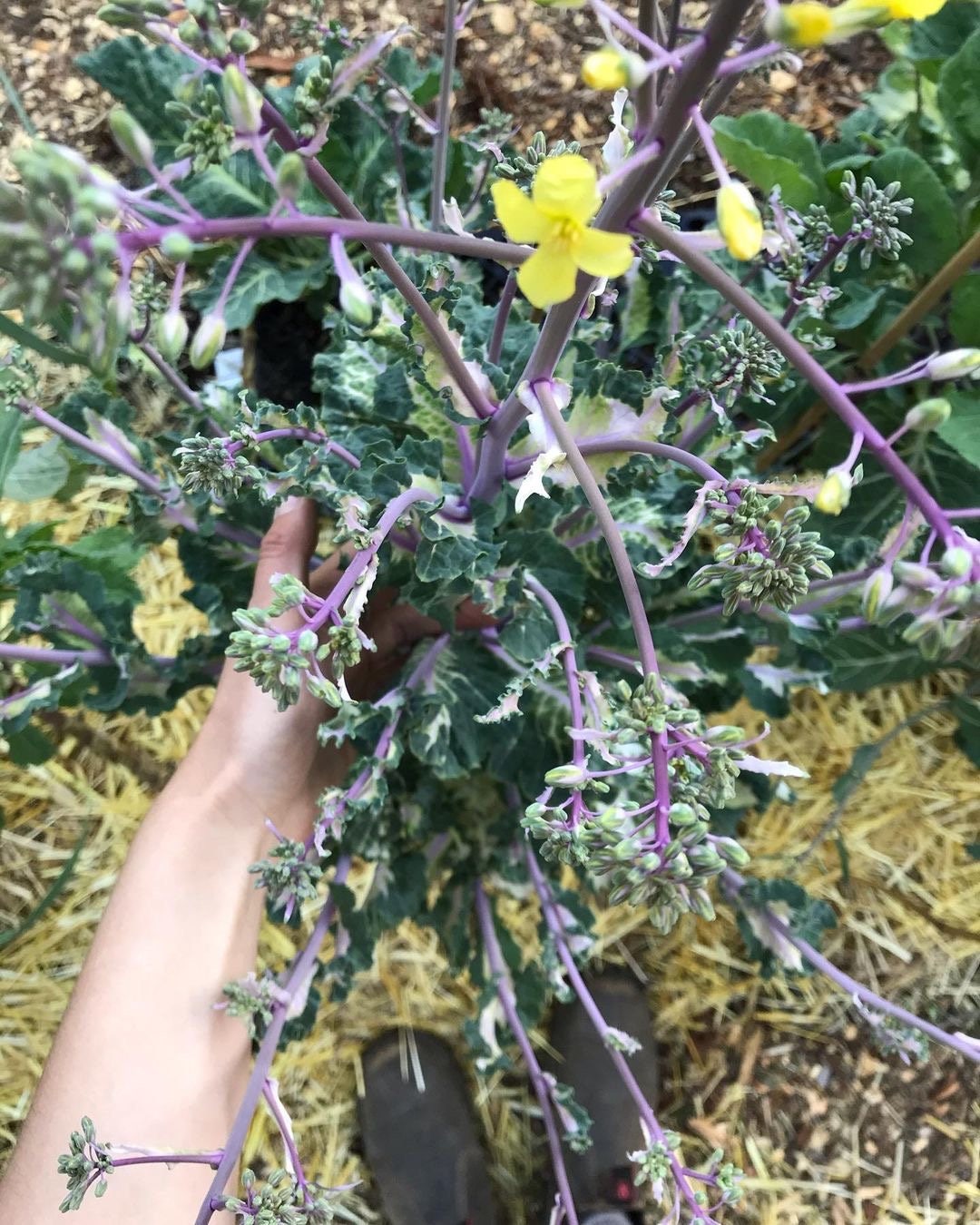 Perennial Kale Seeds - Homesteader's Kaleidoscopic Perennial Kale Grex - Brassica oleracea var. Ramosa