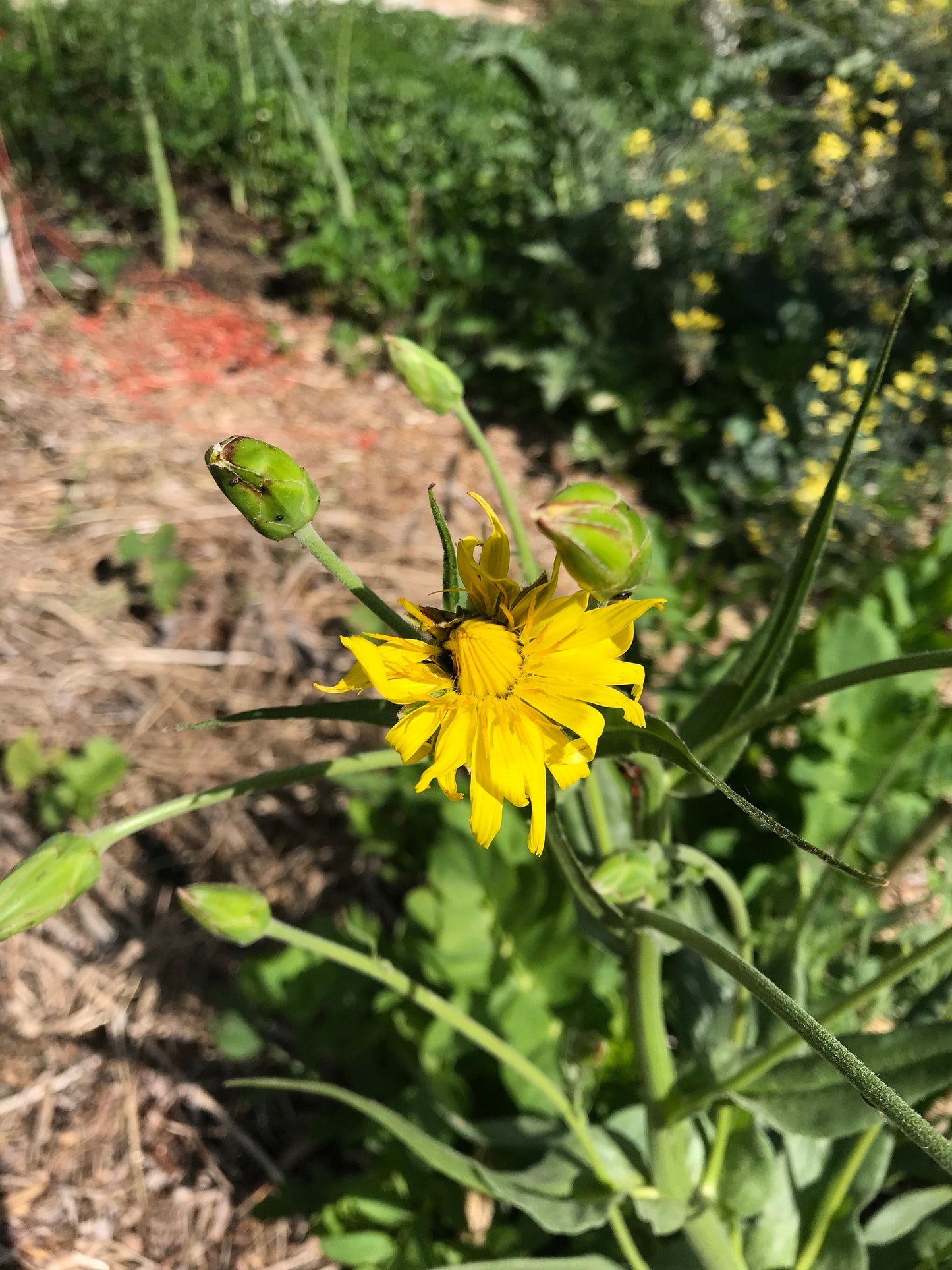 Black Salsify Seeds- Scorzonera hispanica