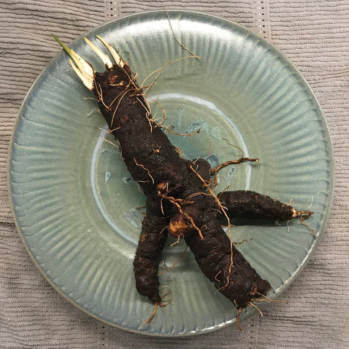 Black Salsify Seeds- Scorzonera hispanica