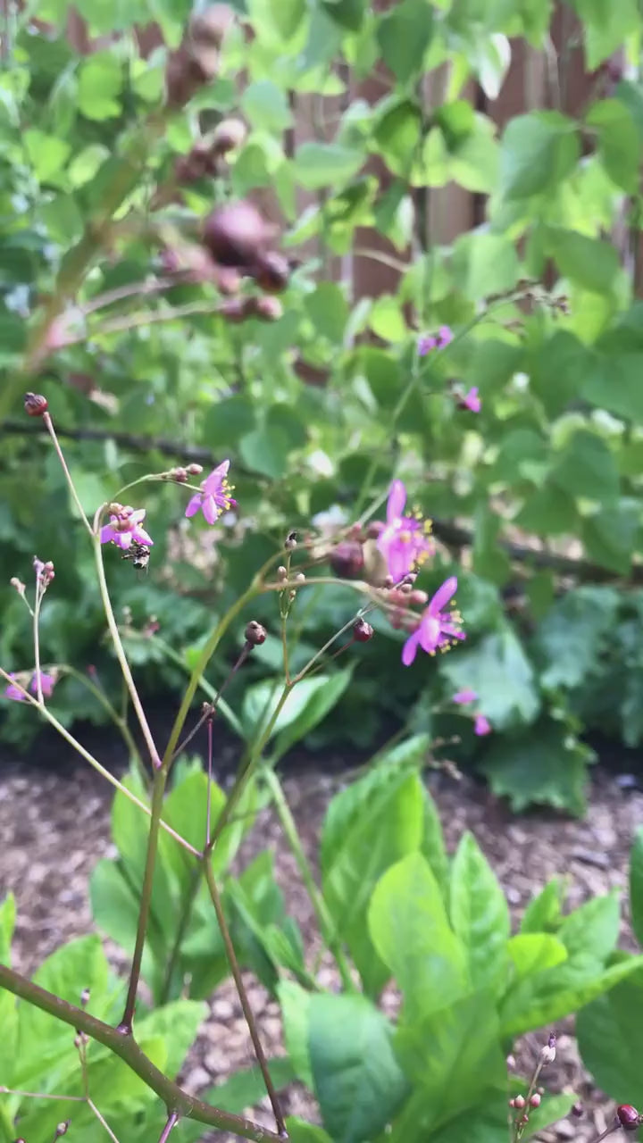 Fame Flower Seeds - Jewels of Opar - Talinum paniculatum - Cut flower & nutritious vegetable