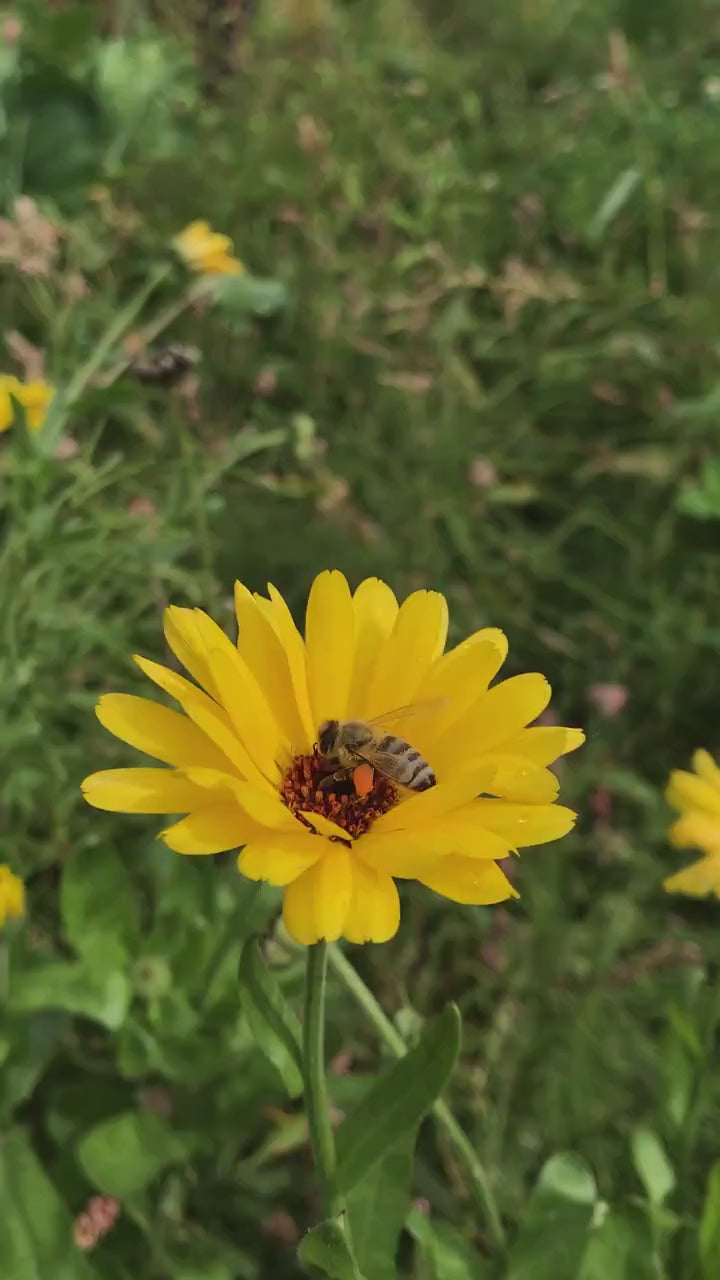 Calendula Seeds - Calendula officinalis - English Marigold - Pot Marigold