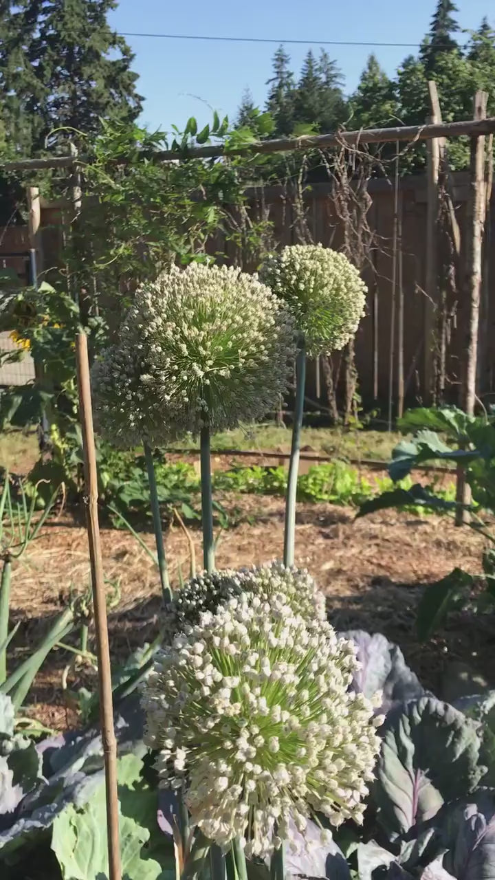 Delft Perpetual Leek Seeds - Allium porrum  - Perennial Leek