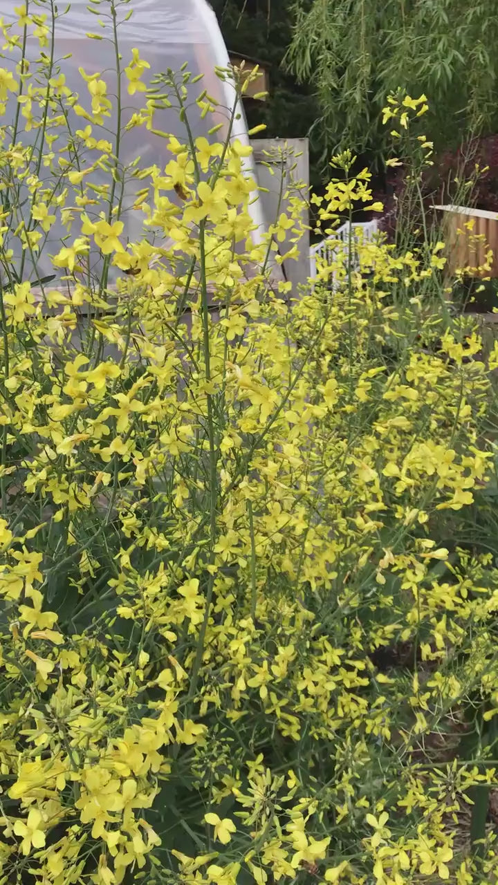 Perennial Kale Seeds - Homesteader's Kaleidoscopic Perennial Kale Grex - Brassica oleracea var. Ramosa