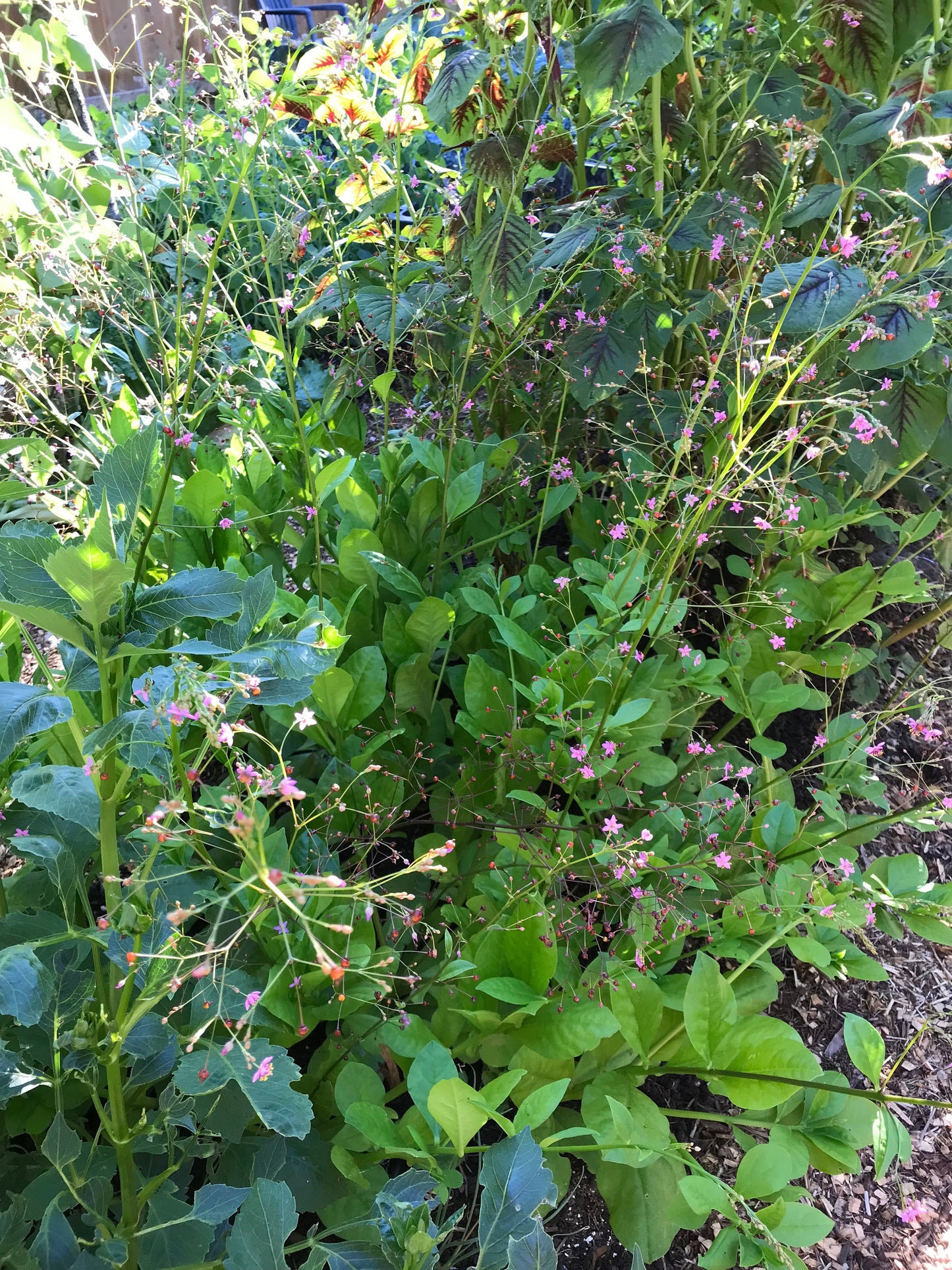 Fame Flower Seeds - Jewels of Opar - Talinum paniculatum - Cut flower & nutritious vegetable - CicadaSeedsShop